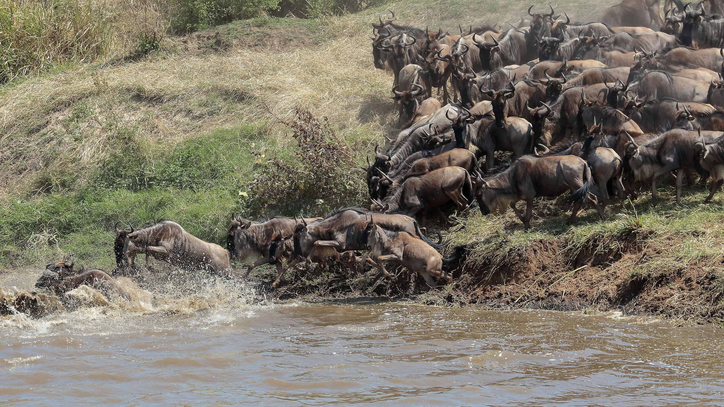 Attraversamento gnu Mara river
