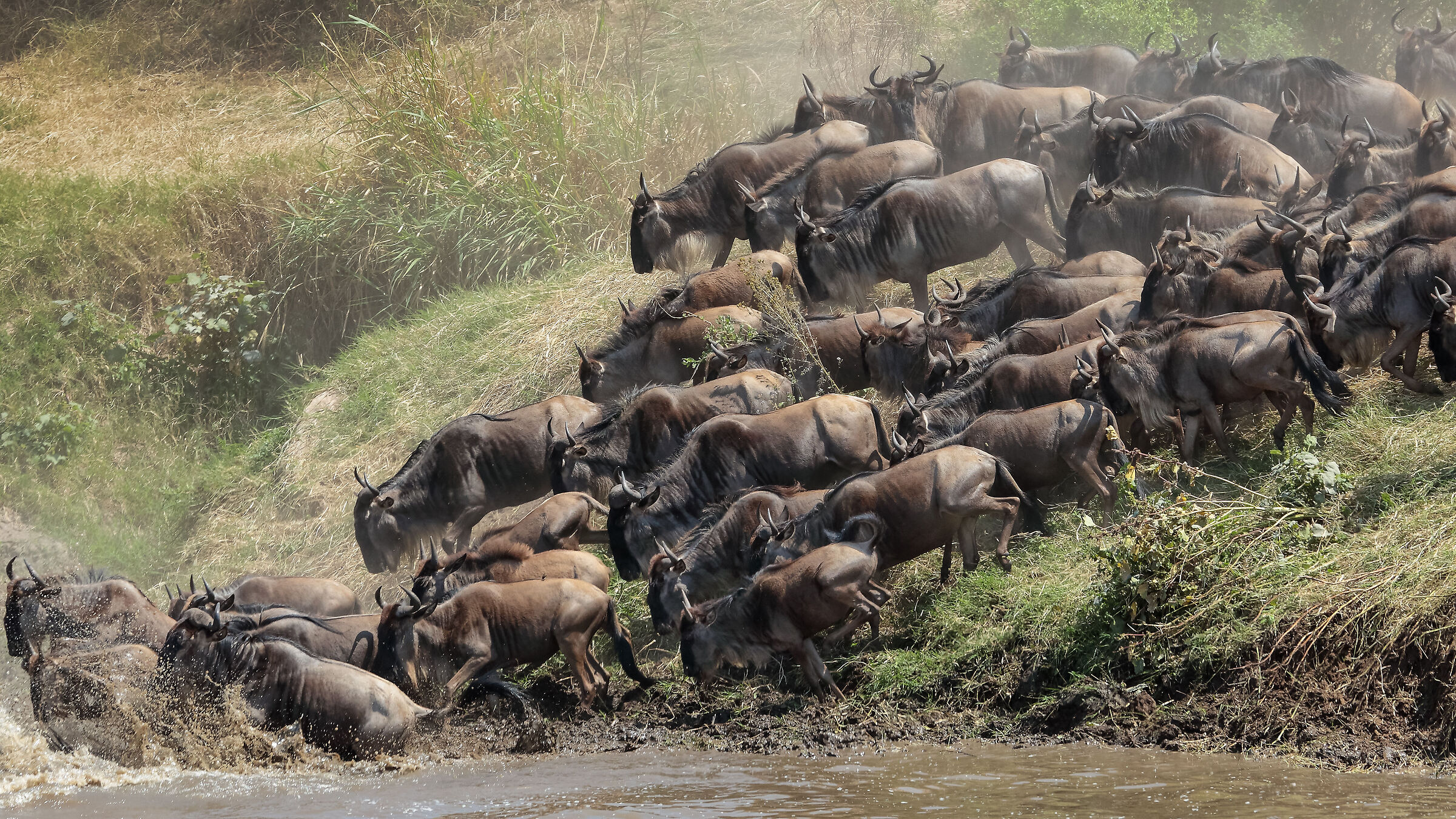 Attraversamento gnu Mara river