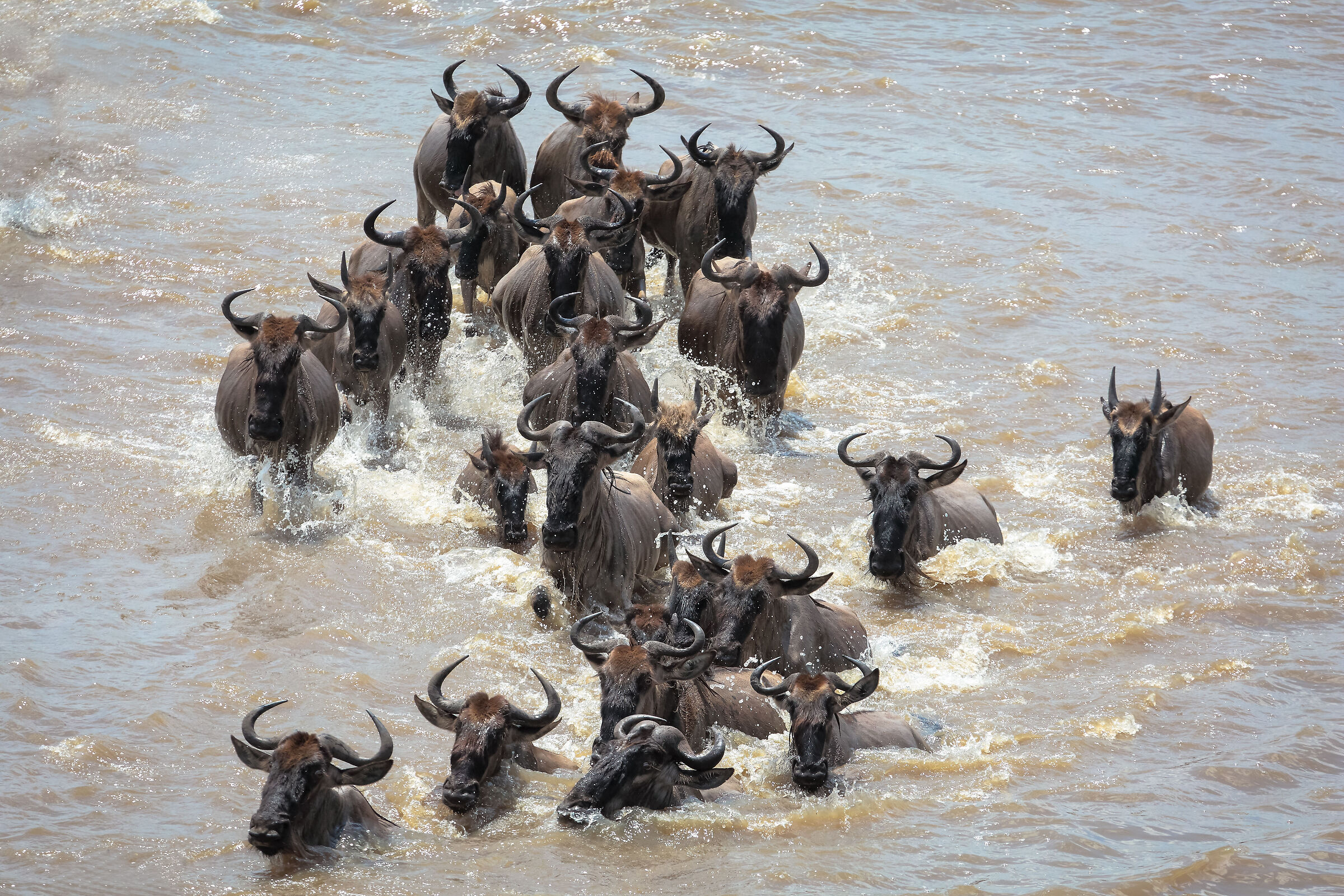 Attraversamento gnu Mara river