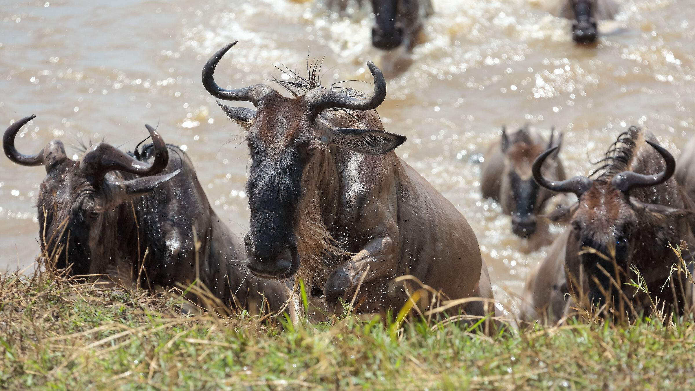 Attraversamento gnu Mara river