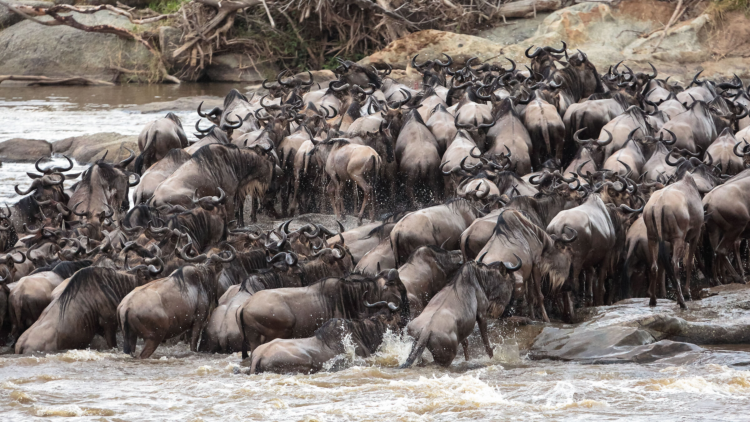 Attraversamento gnu Mara river