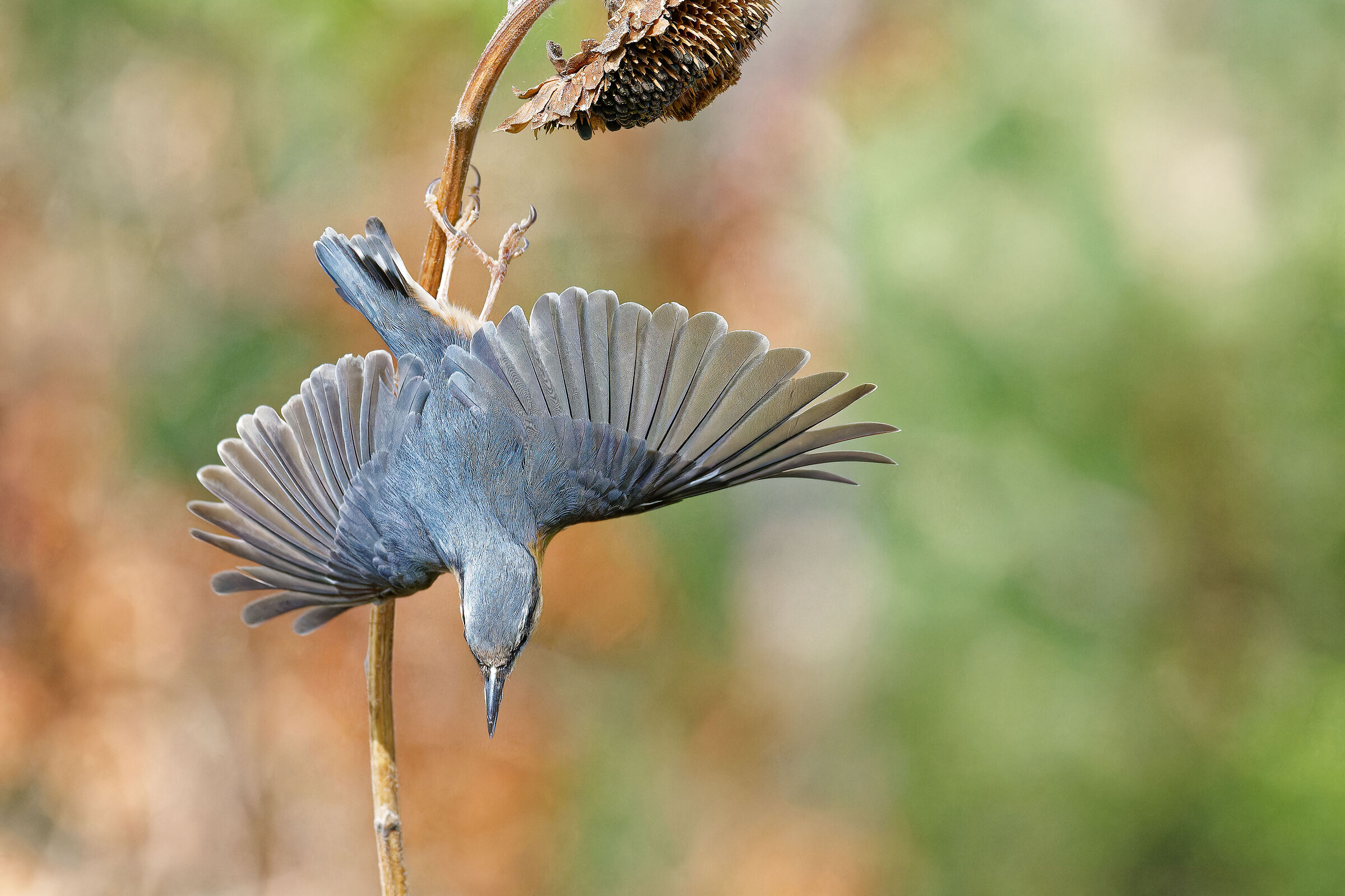 Swooping nutcracker