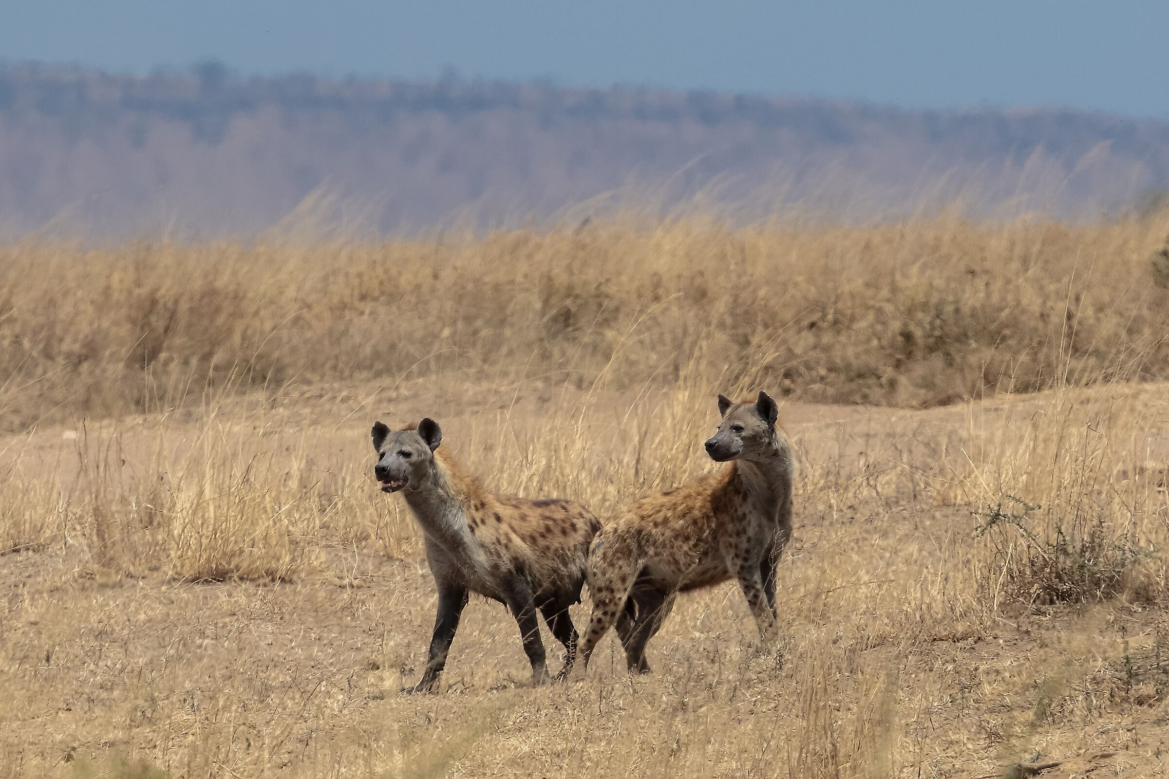 Iena maculata Tanzania ago 22