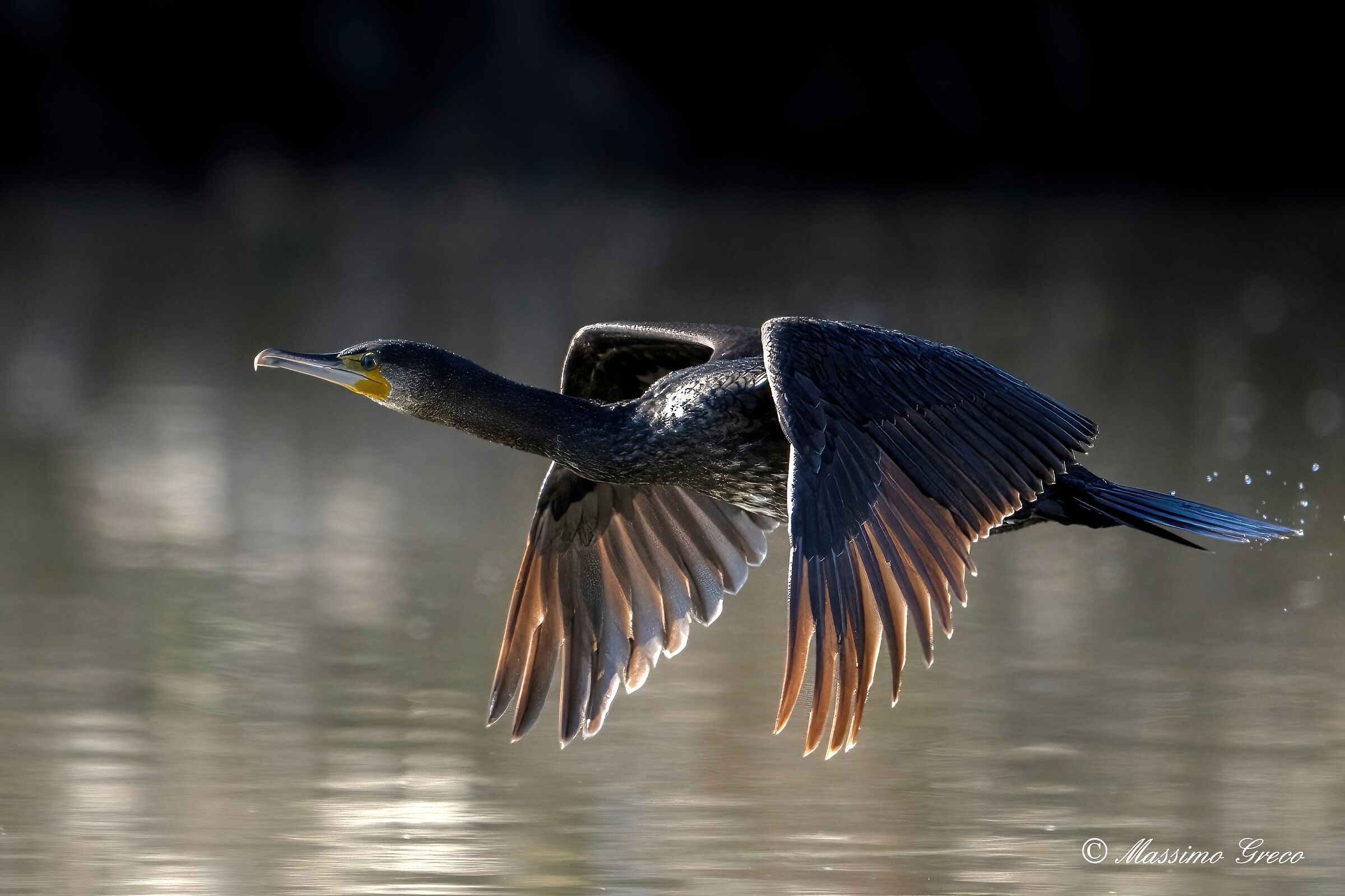 Cormorano (Phalacrocorax carbo)