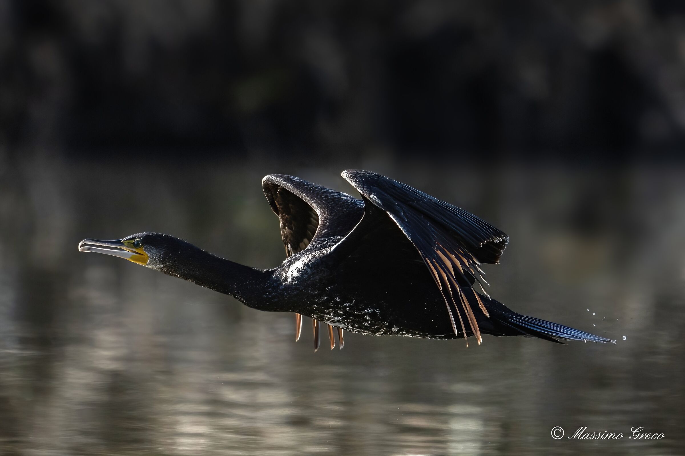 Cormorant (Phalacrocorax carbo)