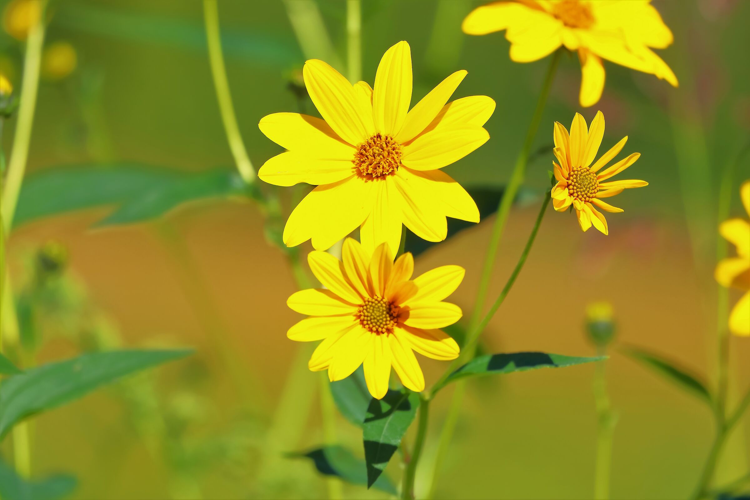 Helianthus 02-10-2022