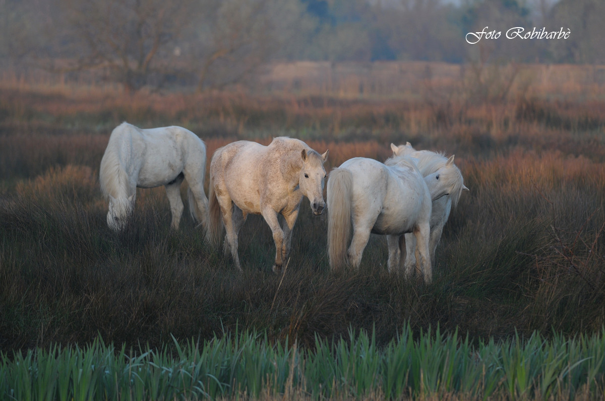 Camargue.....Crin blanc.....
