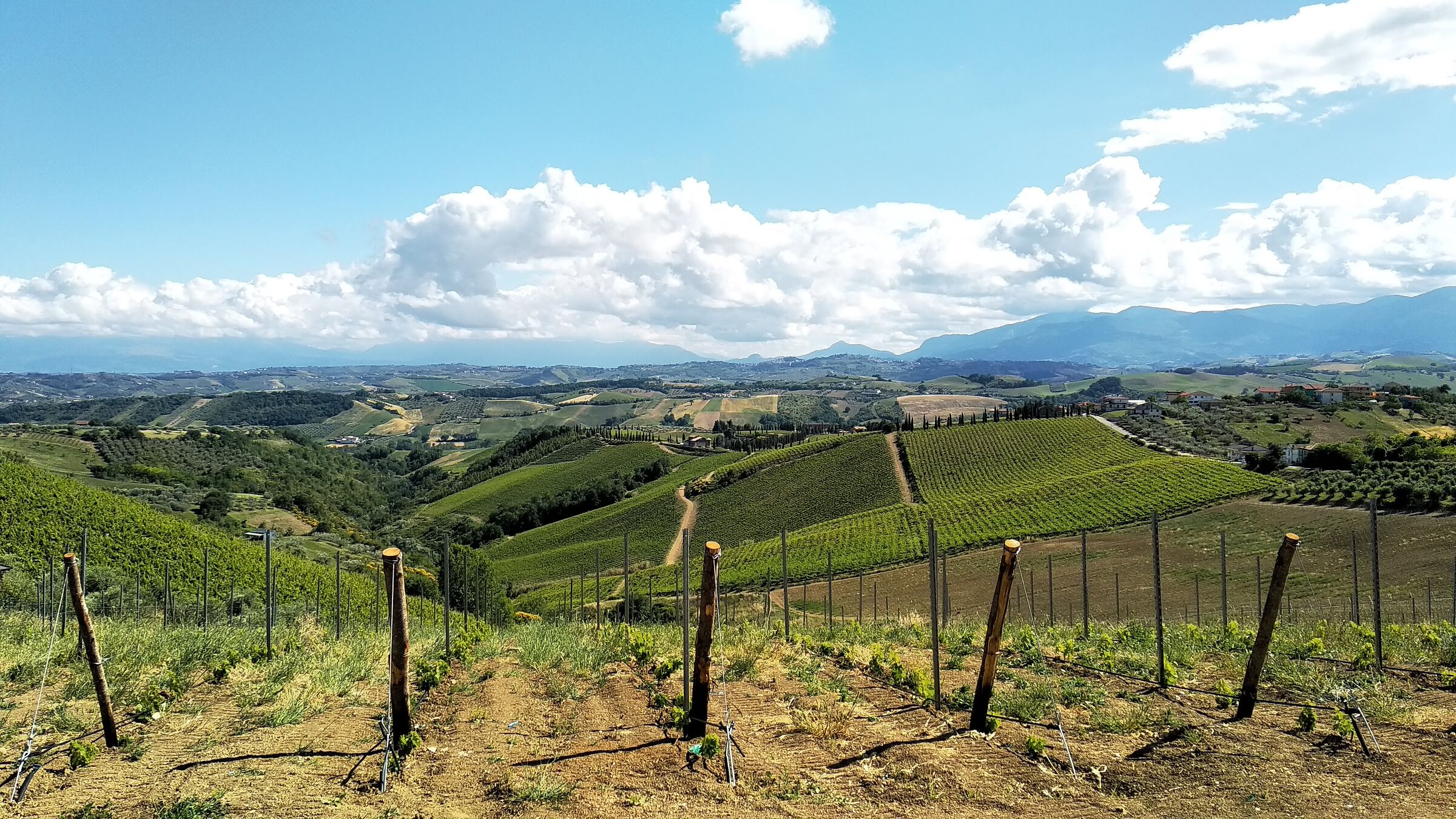 Nascita di un vigneto | Castilenti