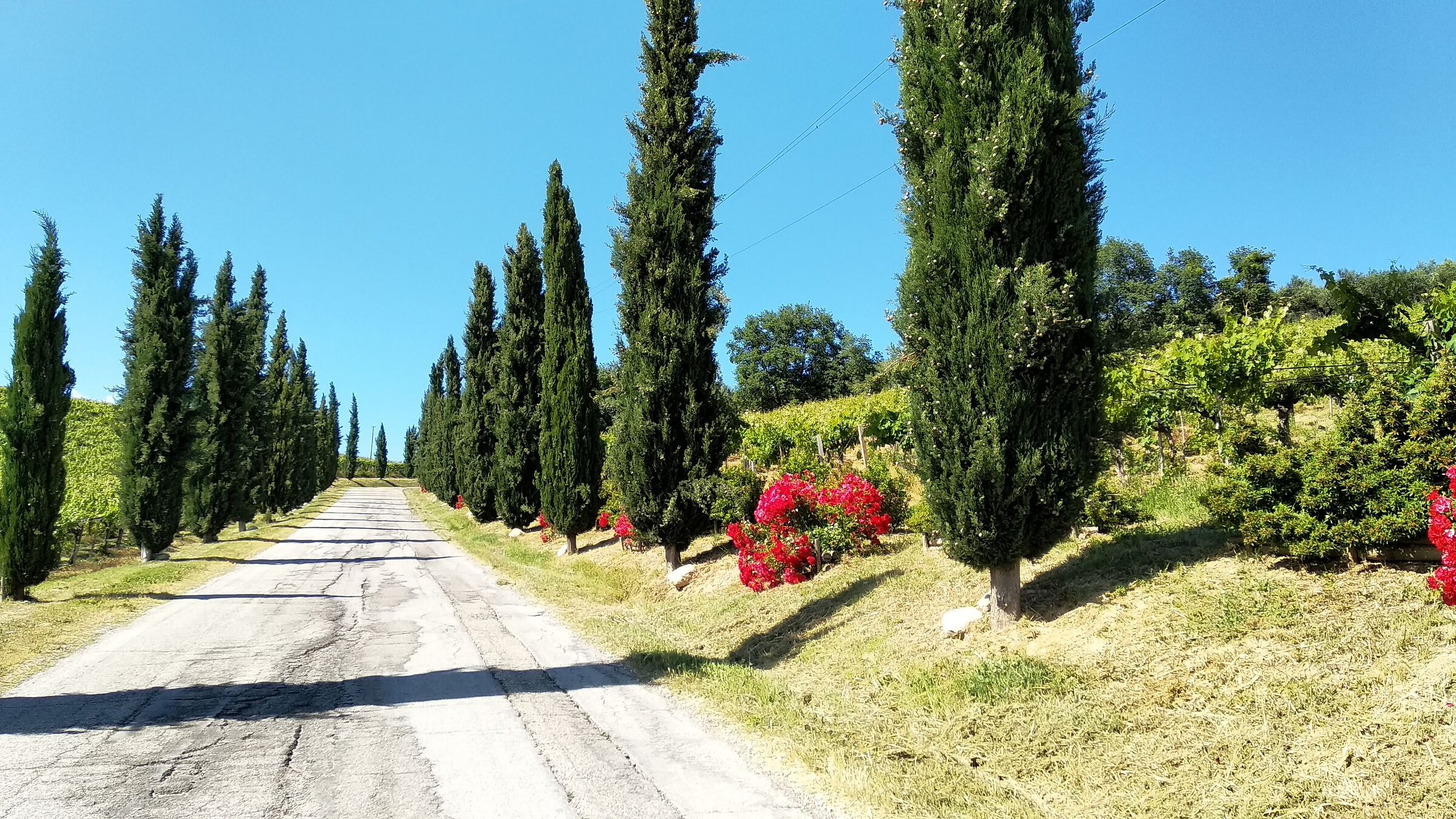 Rose e vigneto | Azienda agricola San lorenzo
