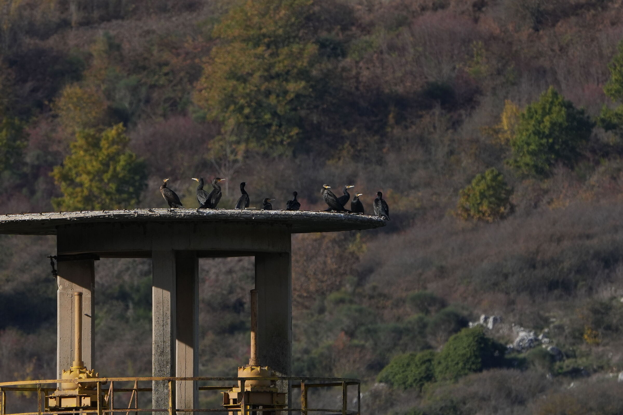 CormorantsSuTorretta