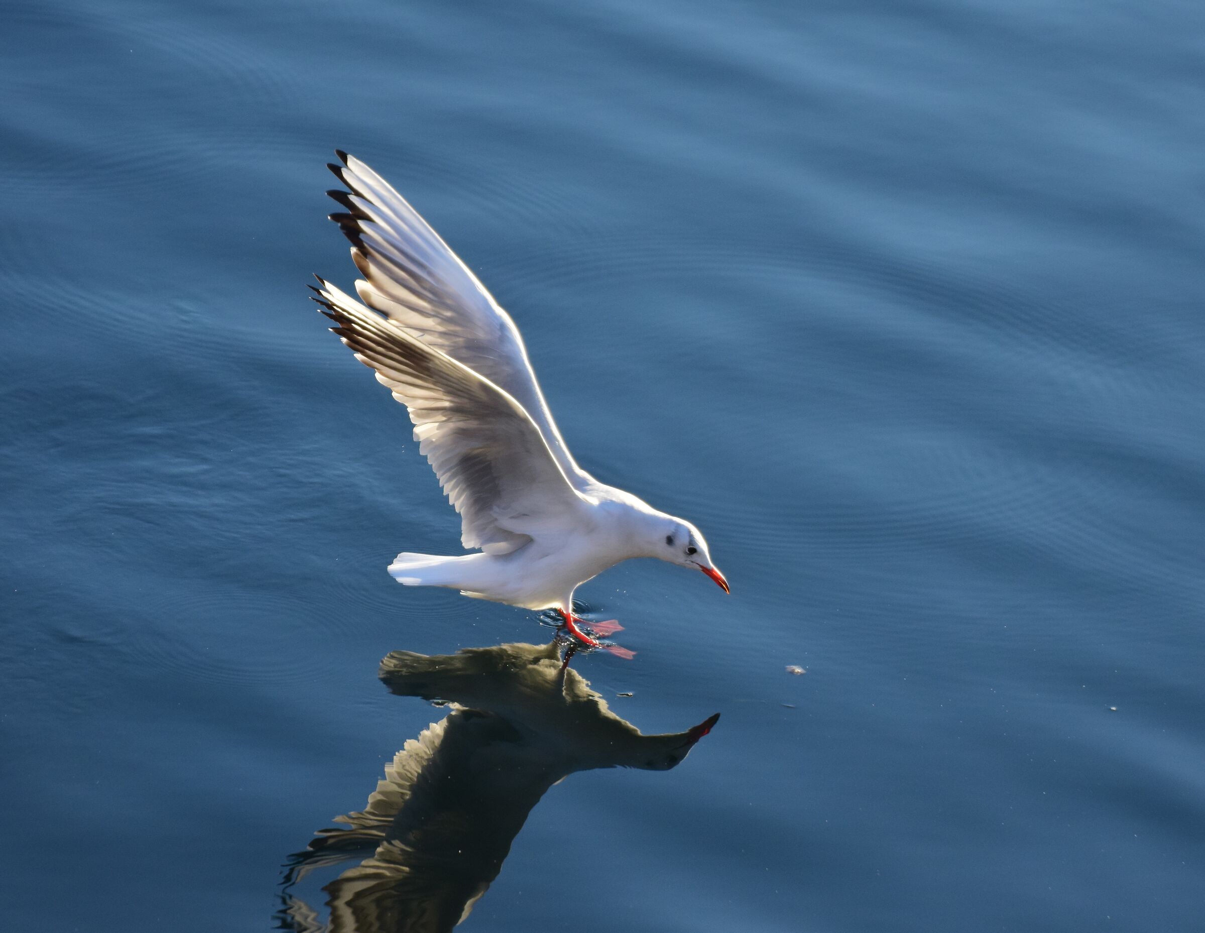 Common gull