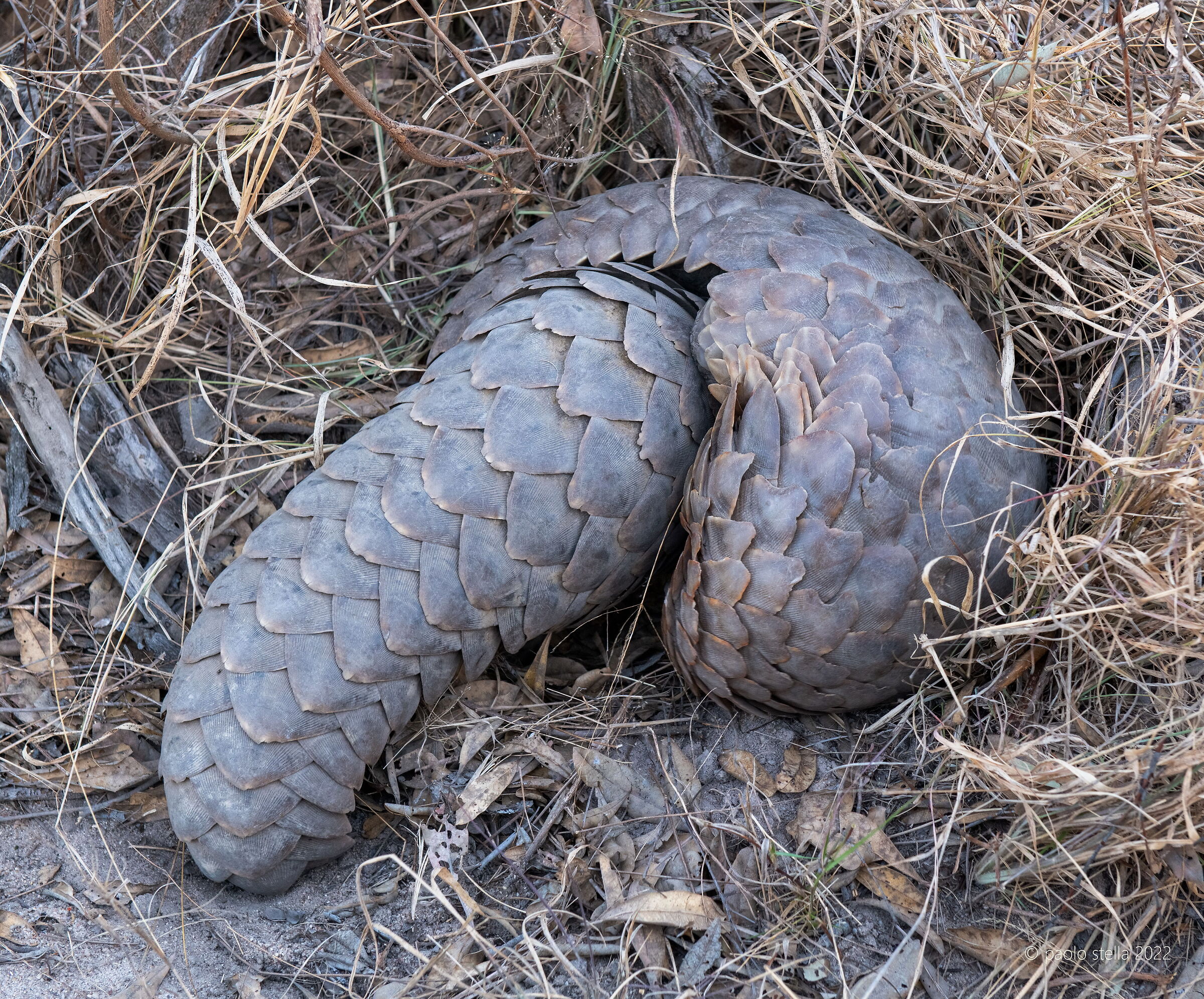 Pangolins in love