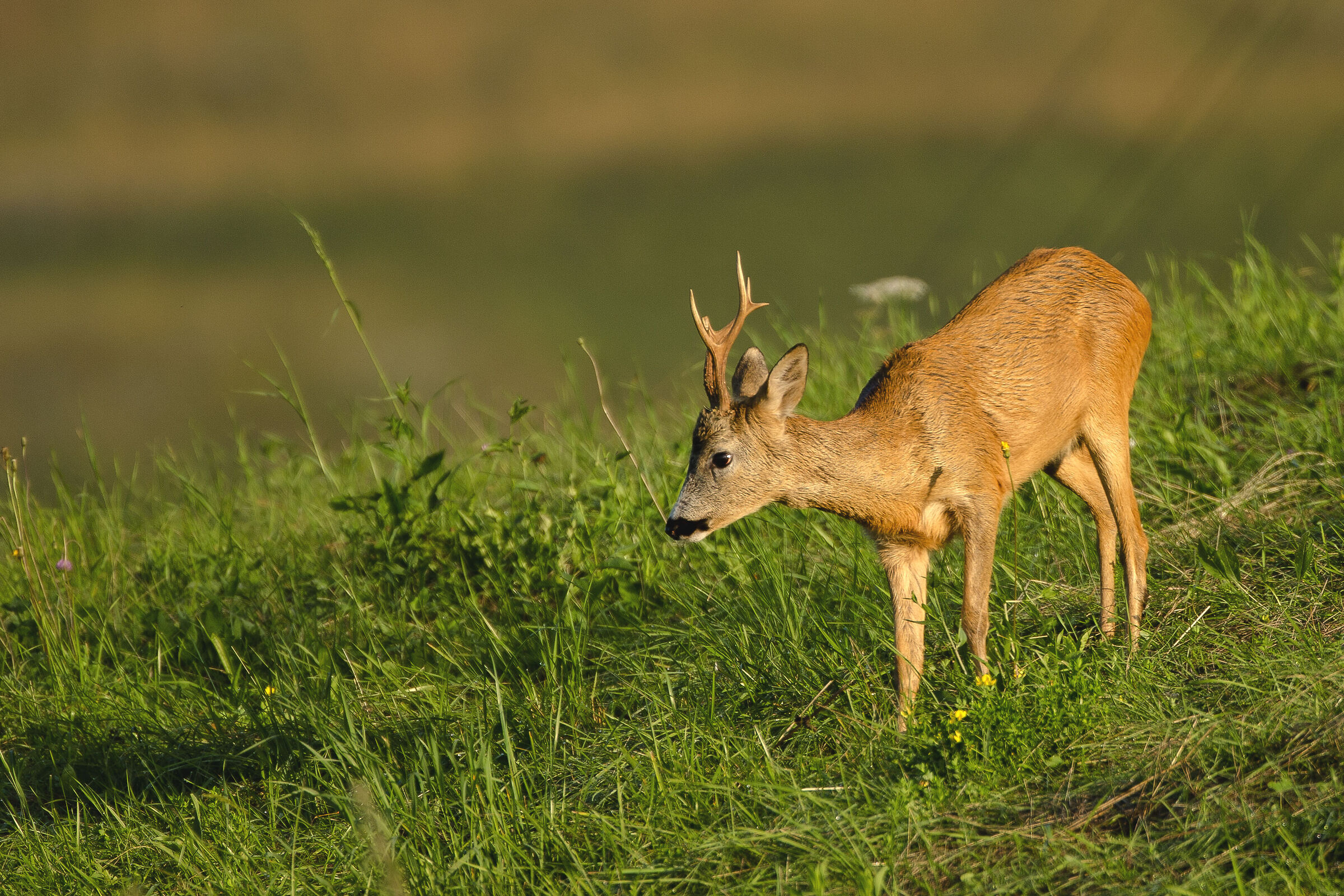 Capriolo