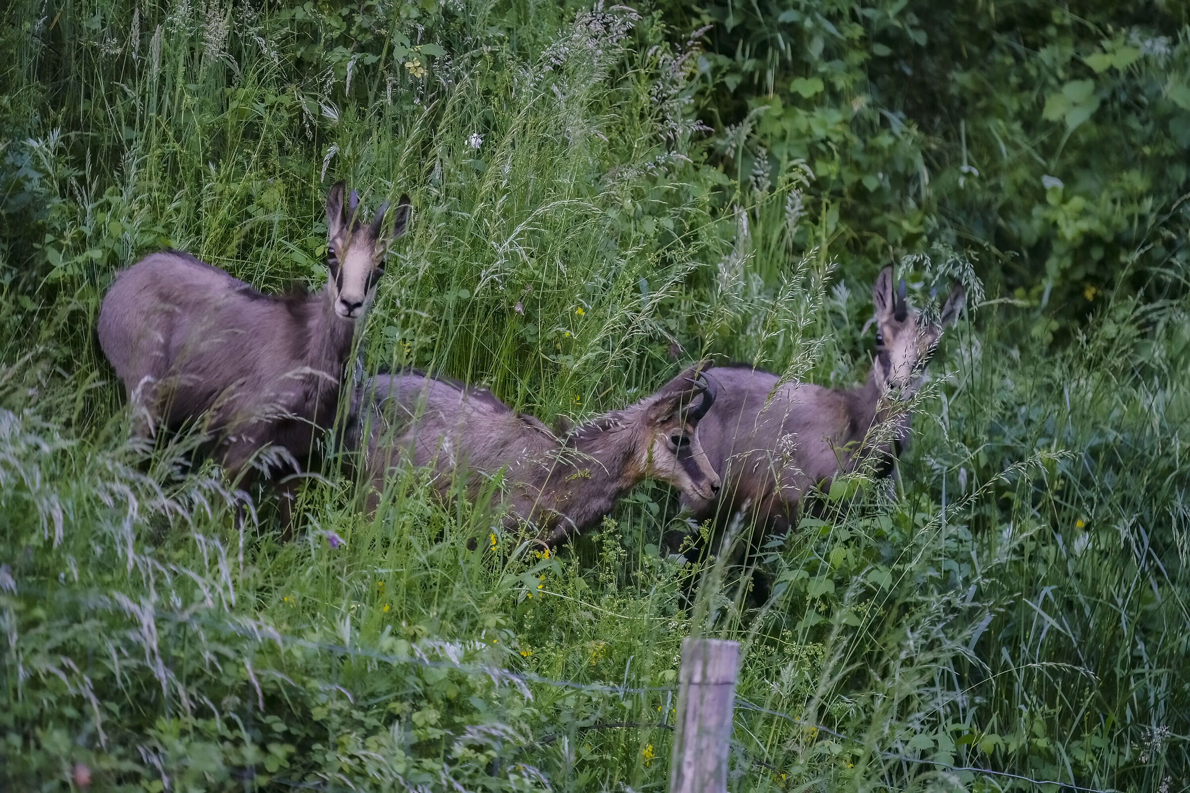 Tripletta di giovani camosci in paese