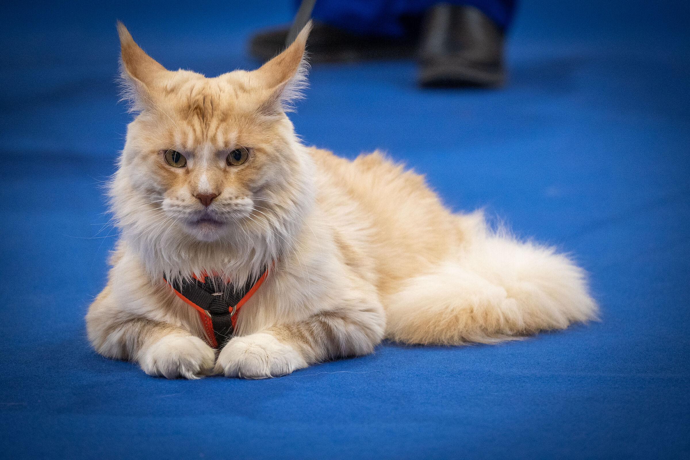 Maine Coon