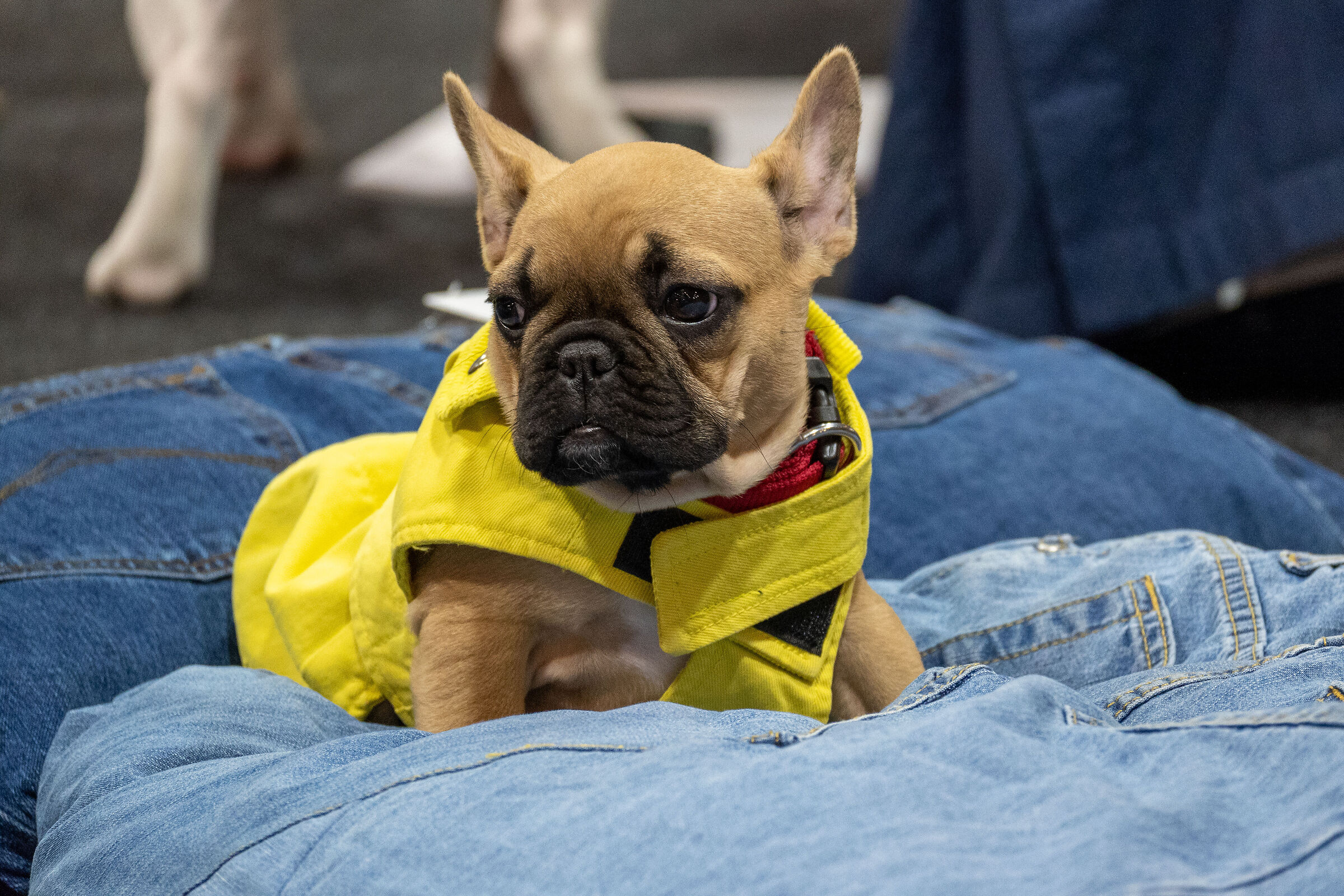 Baby Frenchie