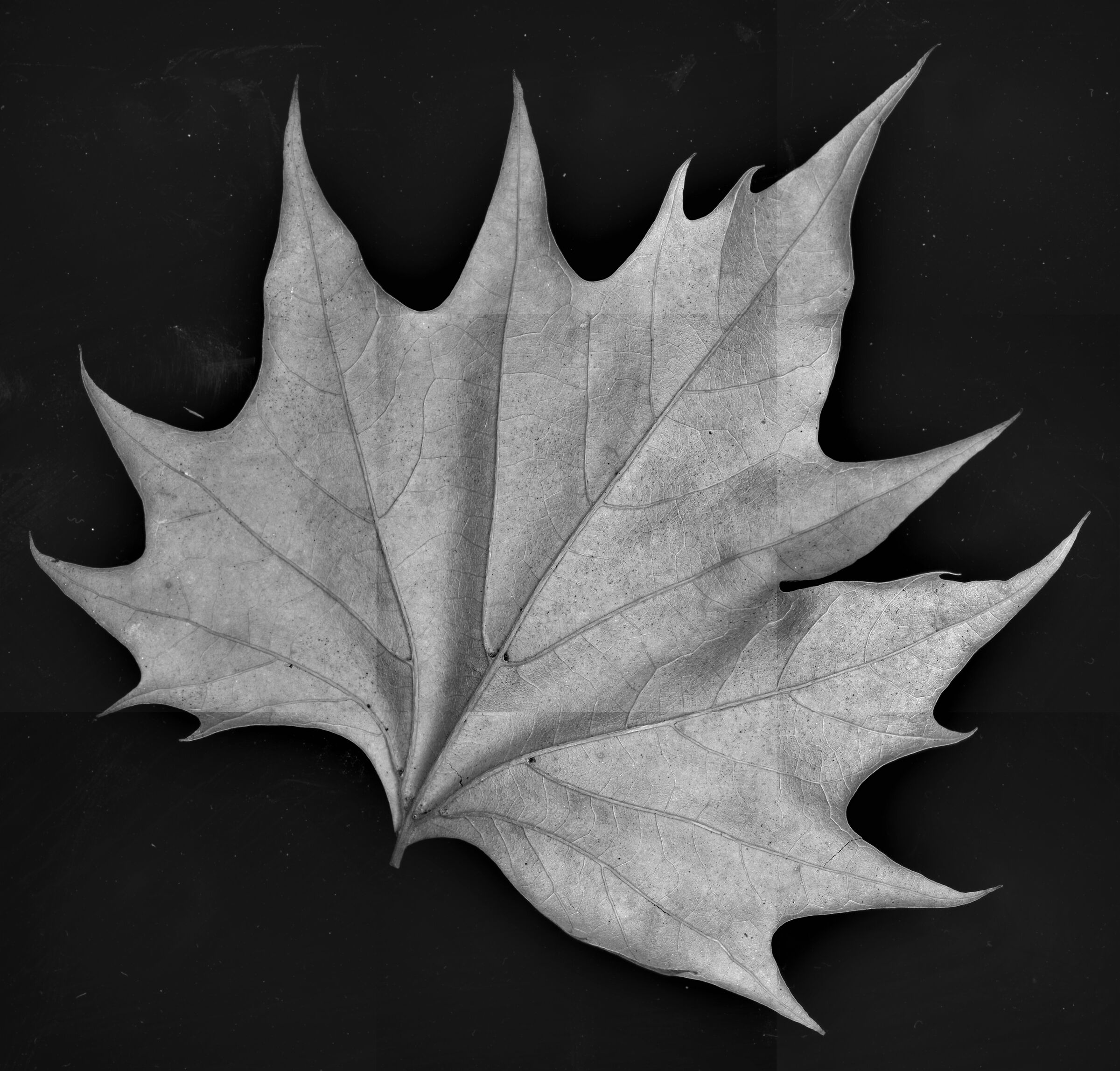 Untitled Photo