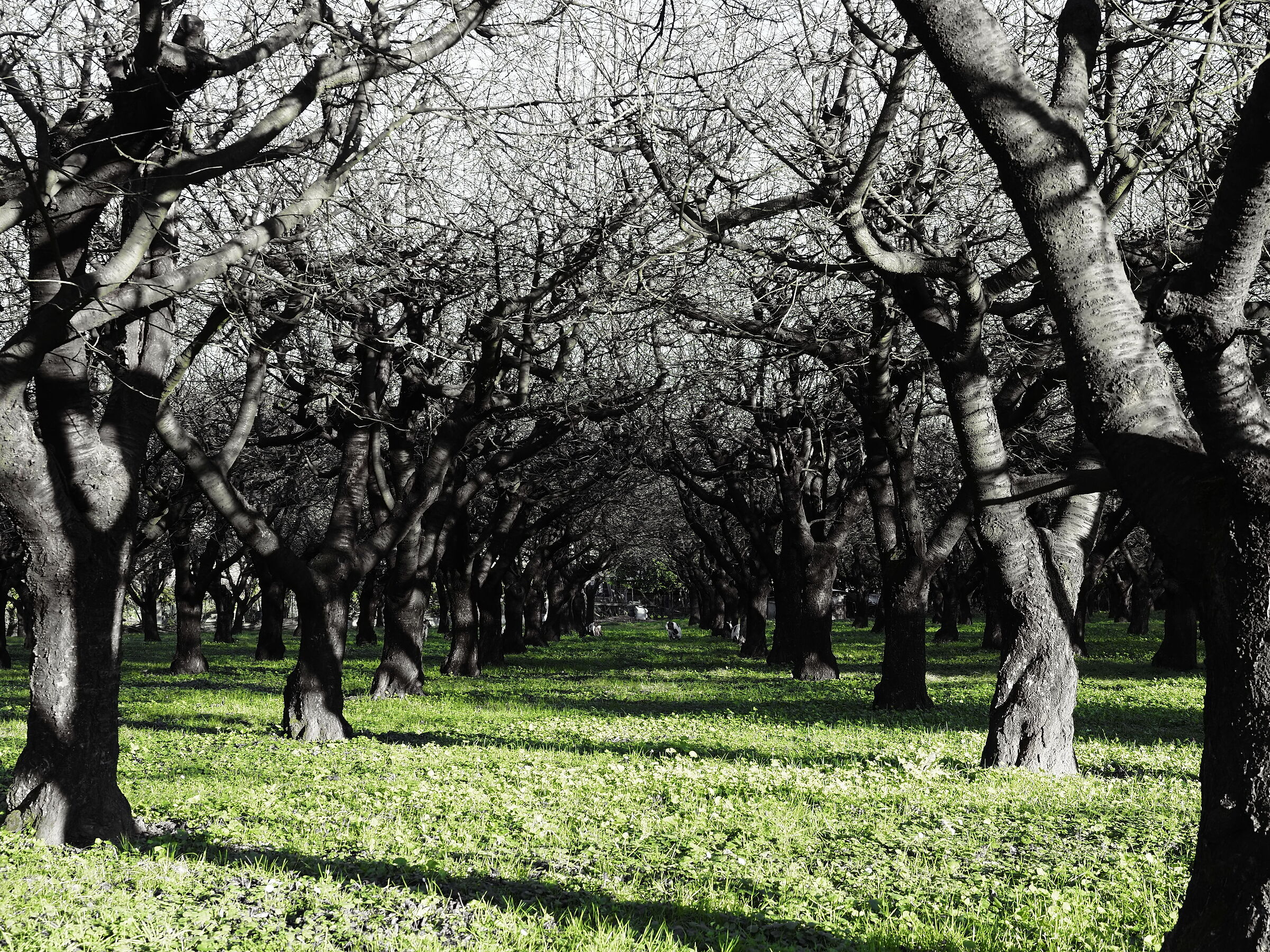 The orchard of fat goats