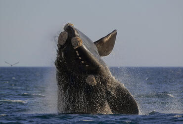 Eubalaena australis
