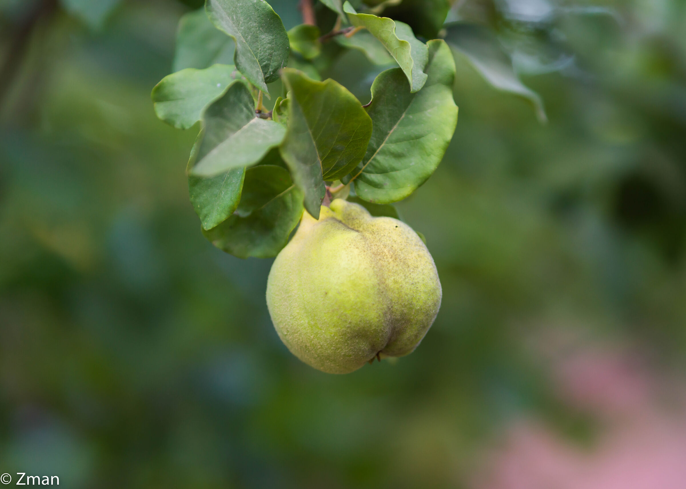 Frutto della mela cotogna