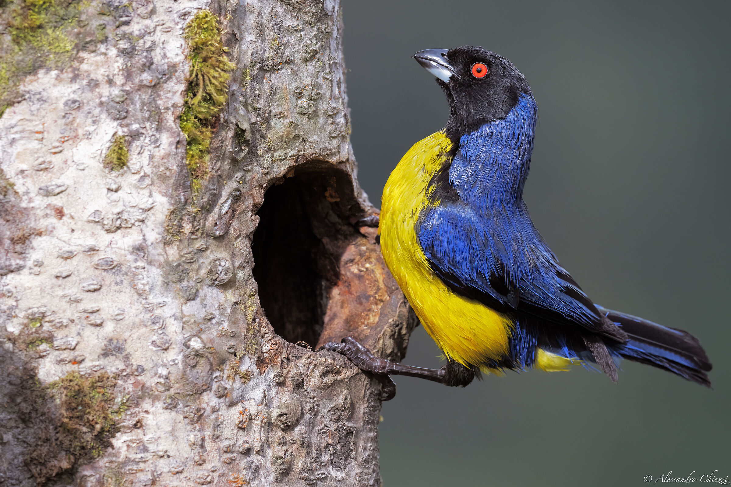 Hooded mountain Tanagra