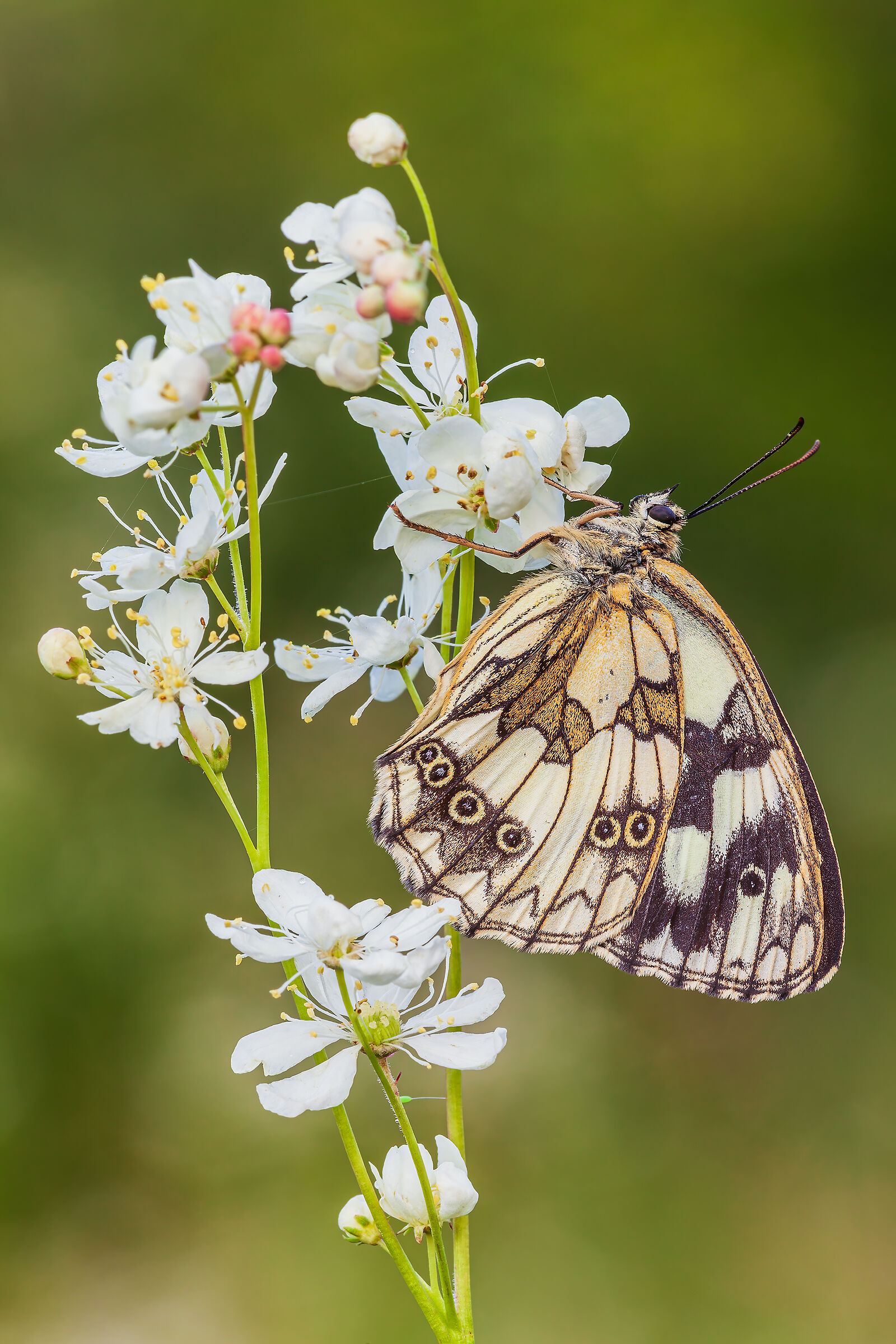 Melanargia galathea