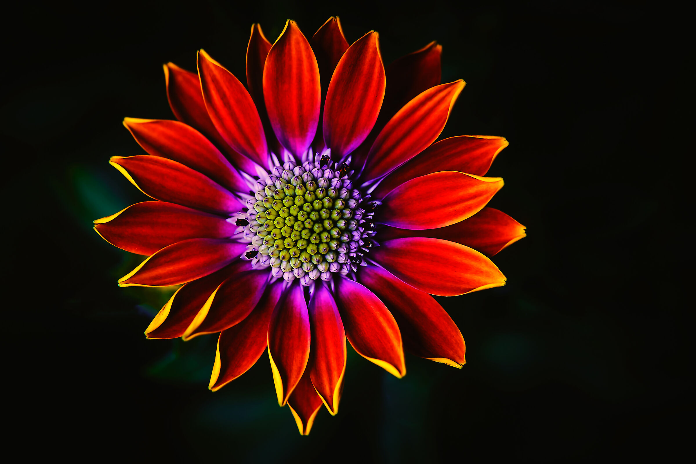 African Daisy