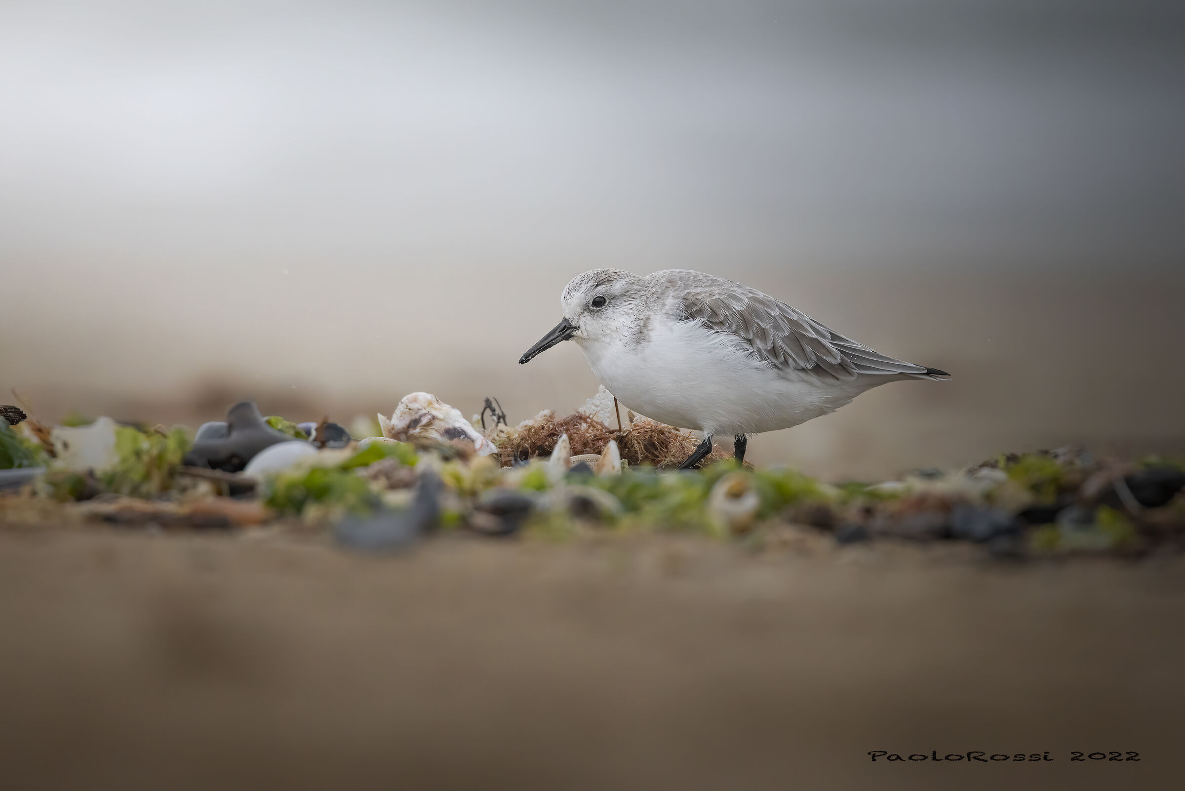Three-toed Sandpiper...
