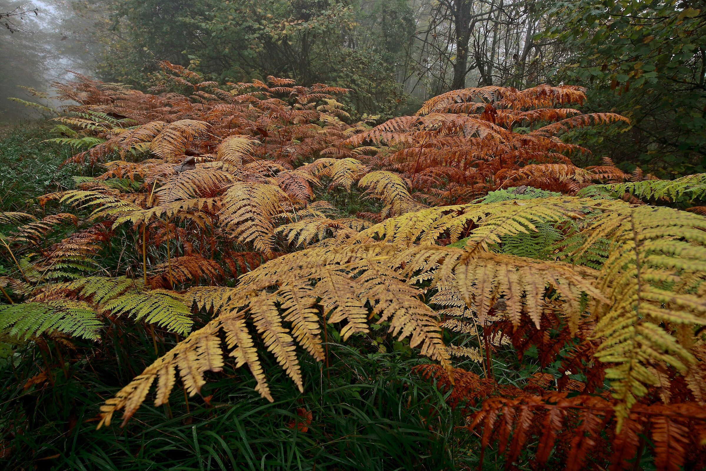 Ferns in autumn shades