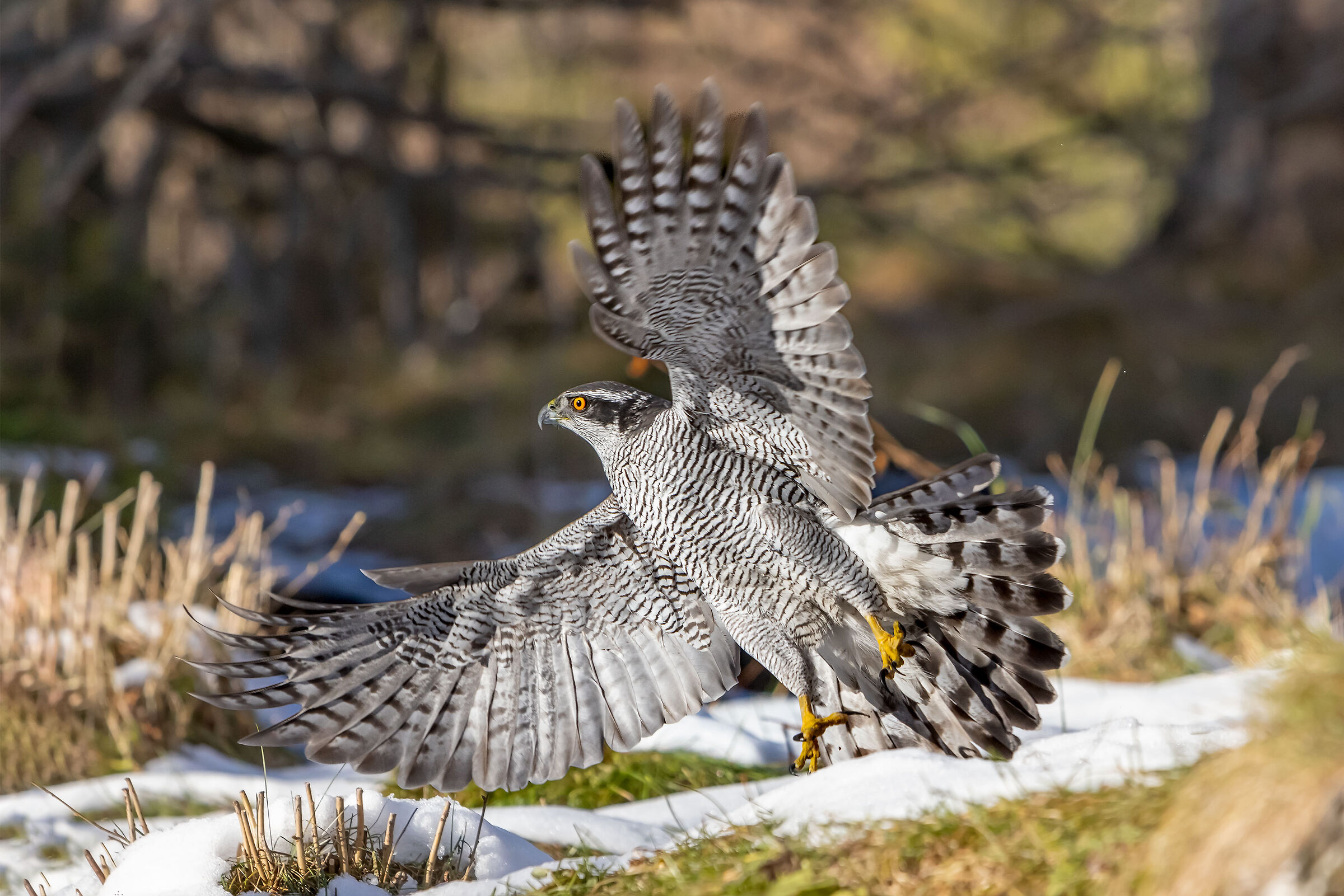 Departing goshawk