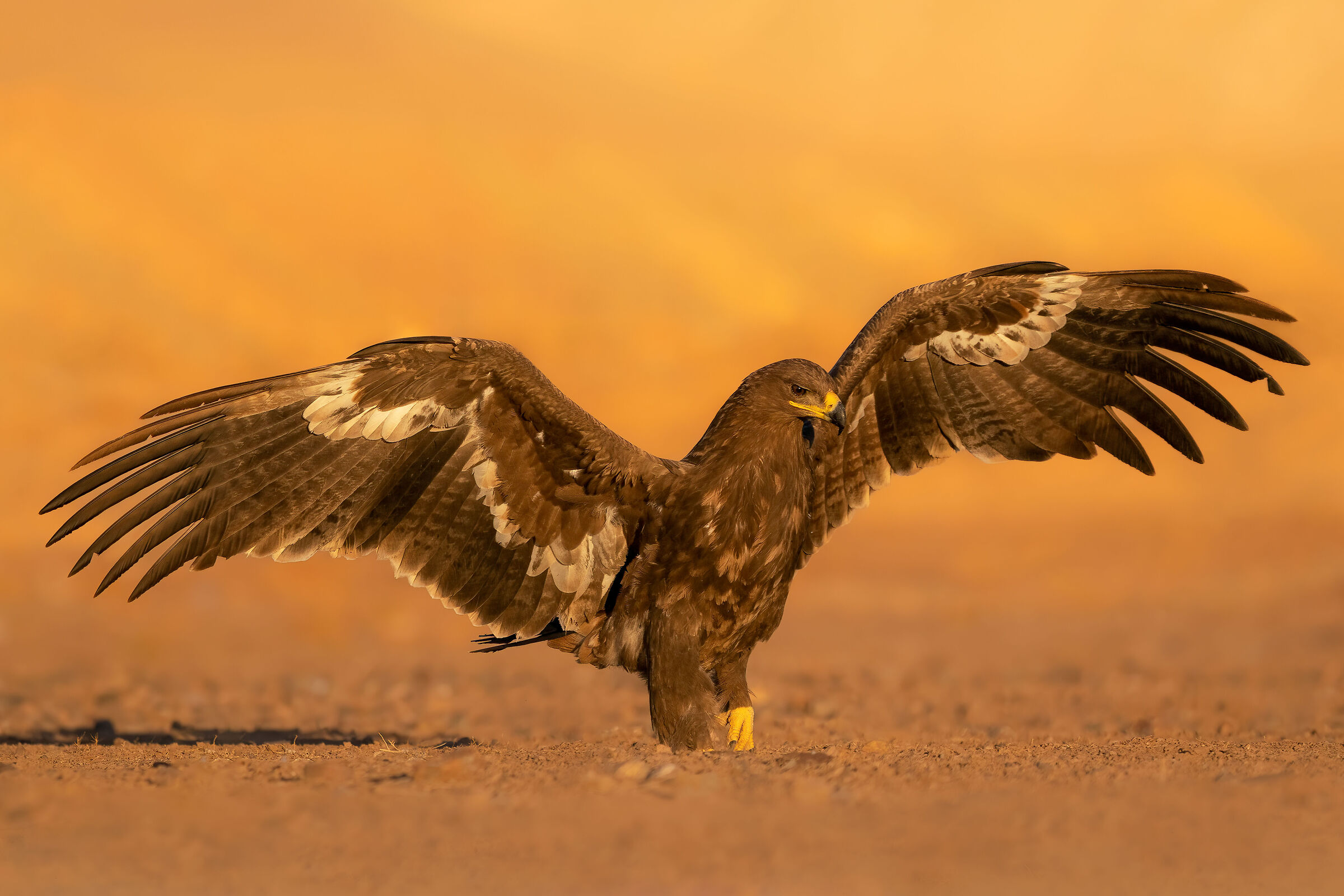 Steppe eagle