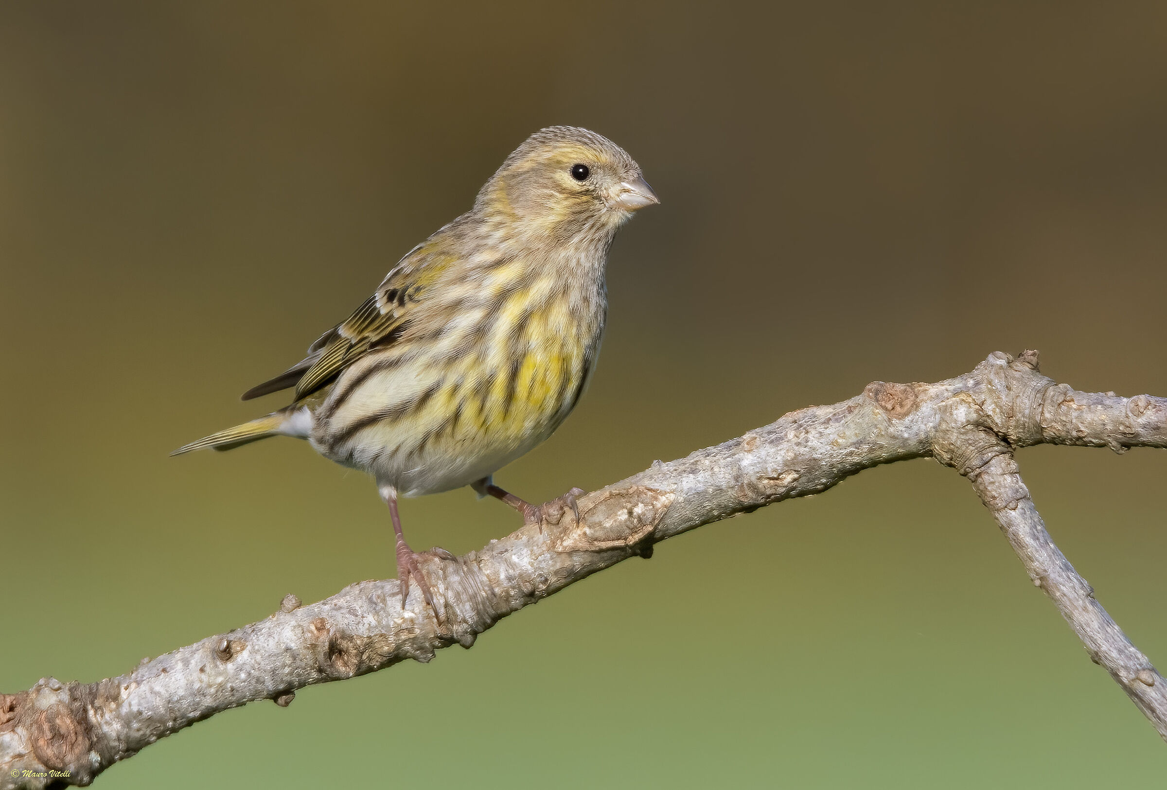 Serin (Serinus serinus)