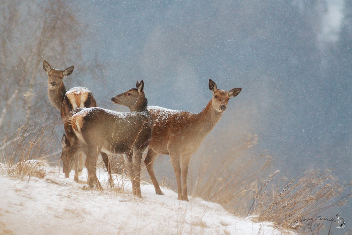 Cerve sotto la neve