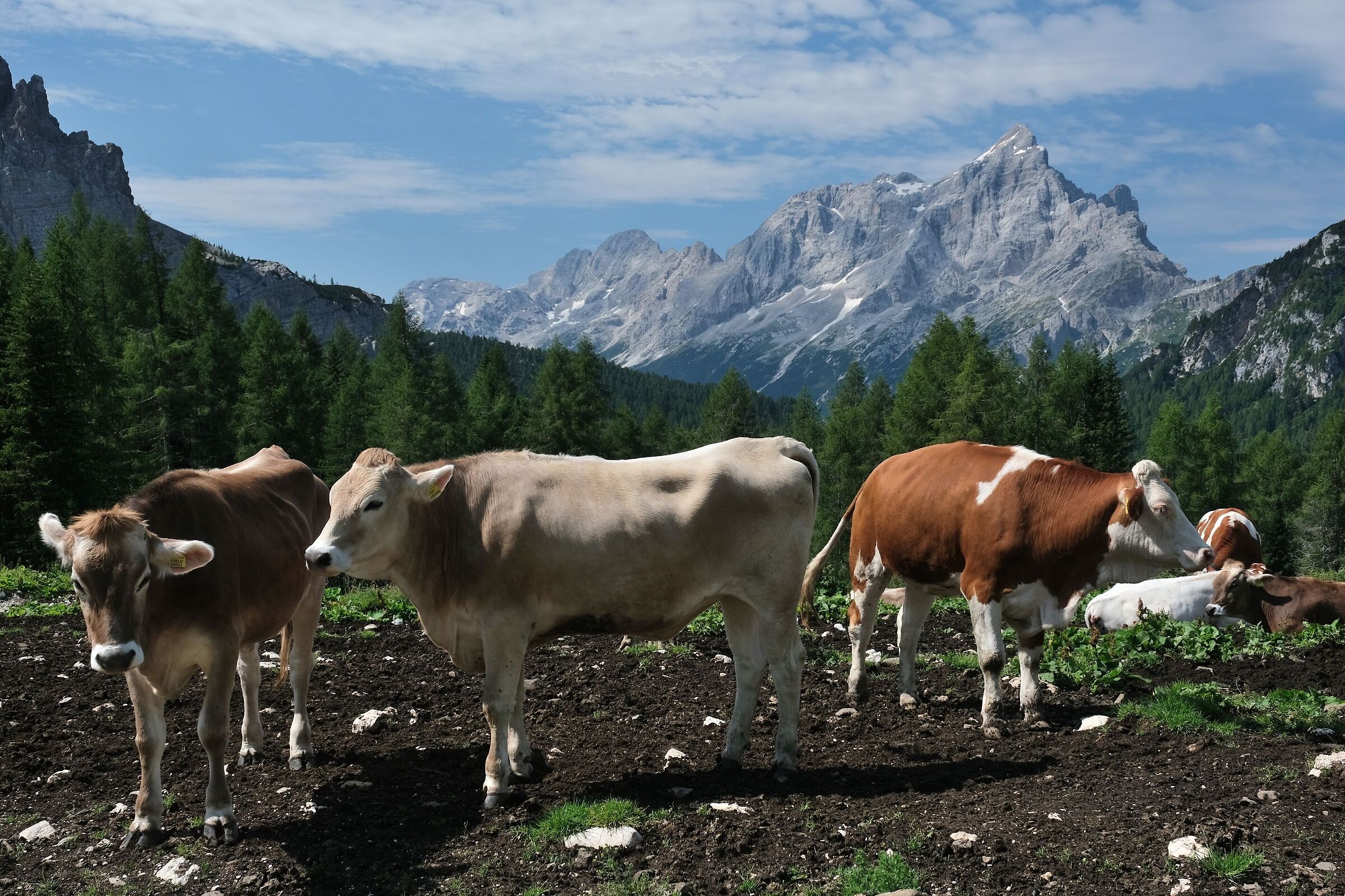 Il Civetta dai pressi del rifugio Fiume