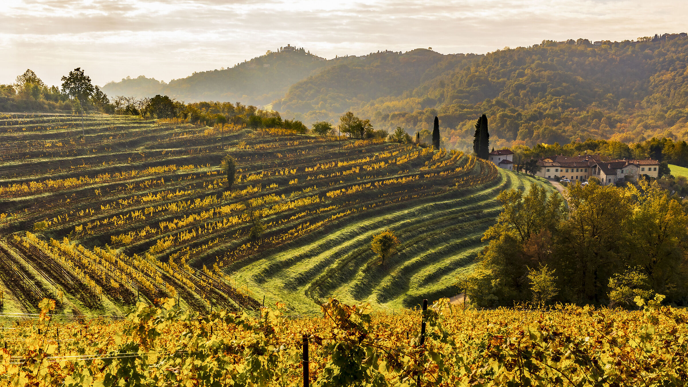 Golden vineyard