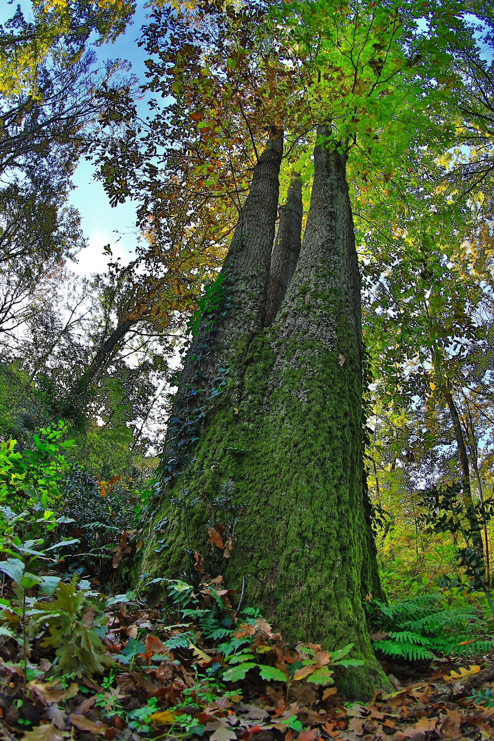 A particular oak