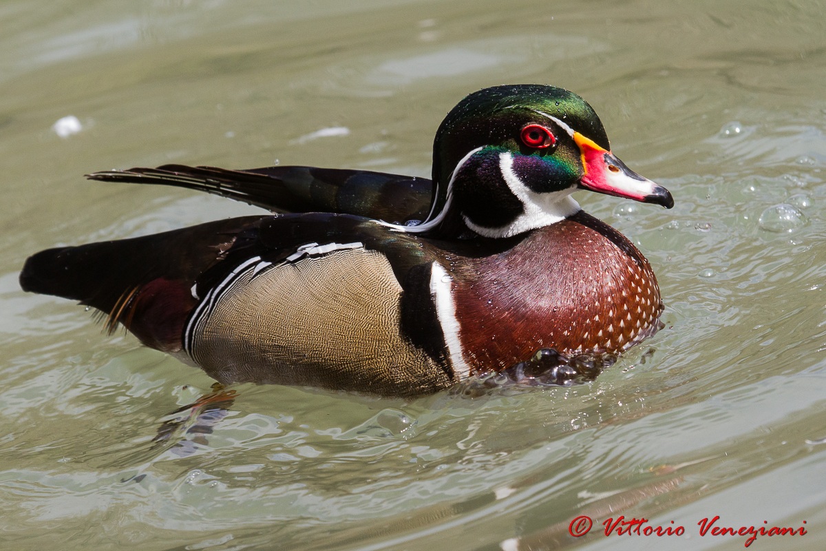 Wood Duck