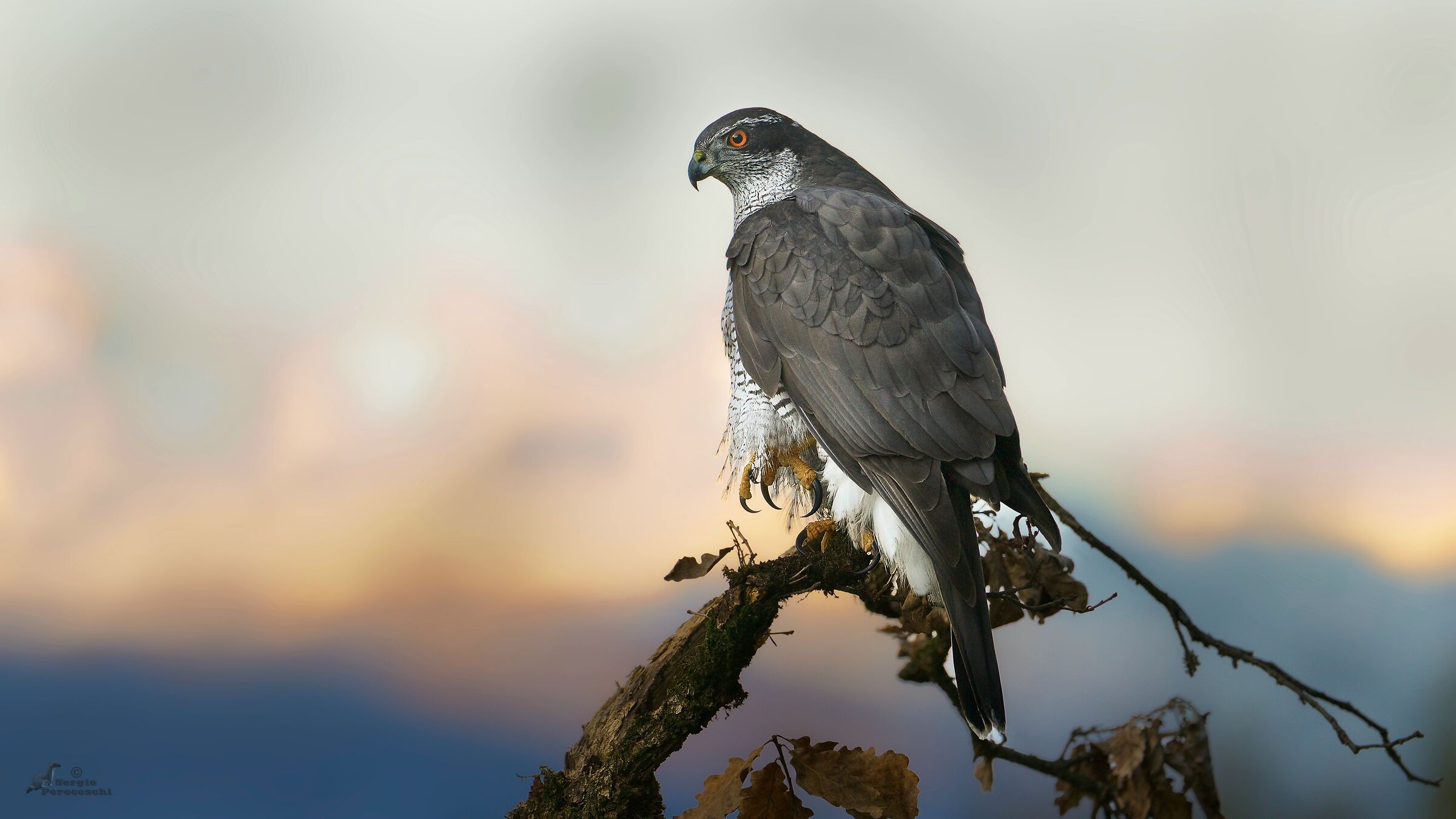 Goshawk