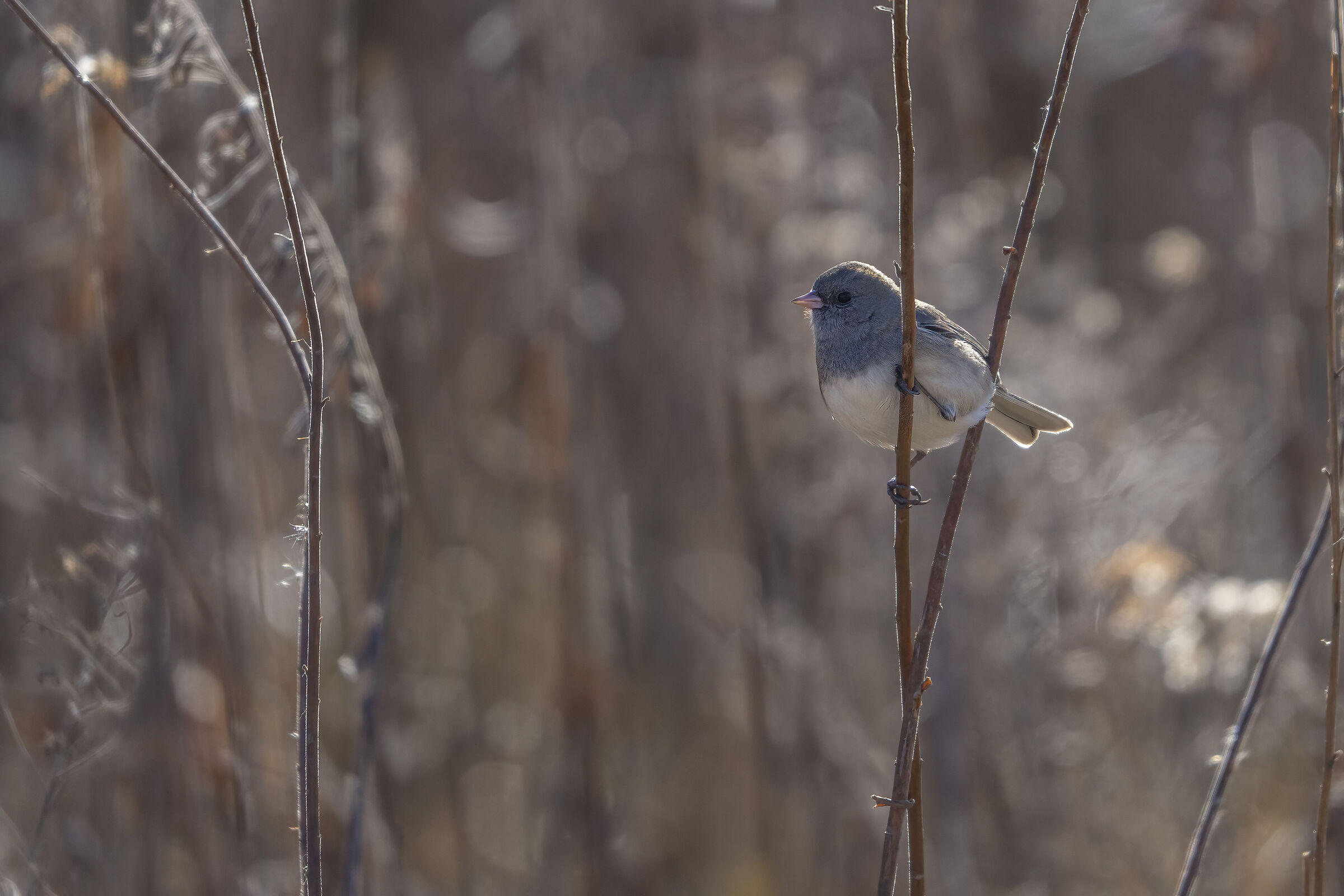 Dark-eyed Junco (Junco hyemalis)