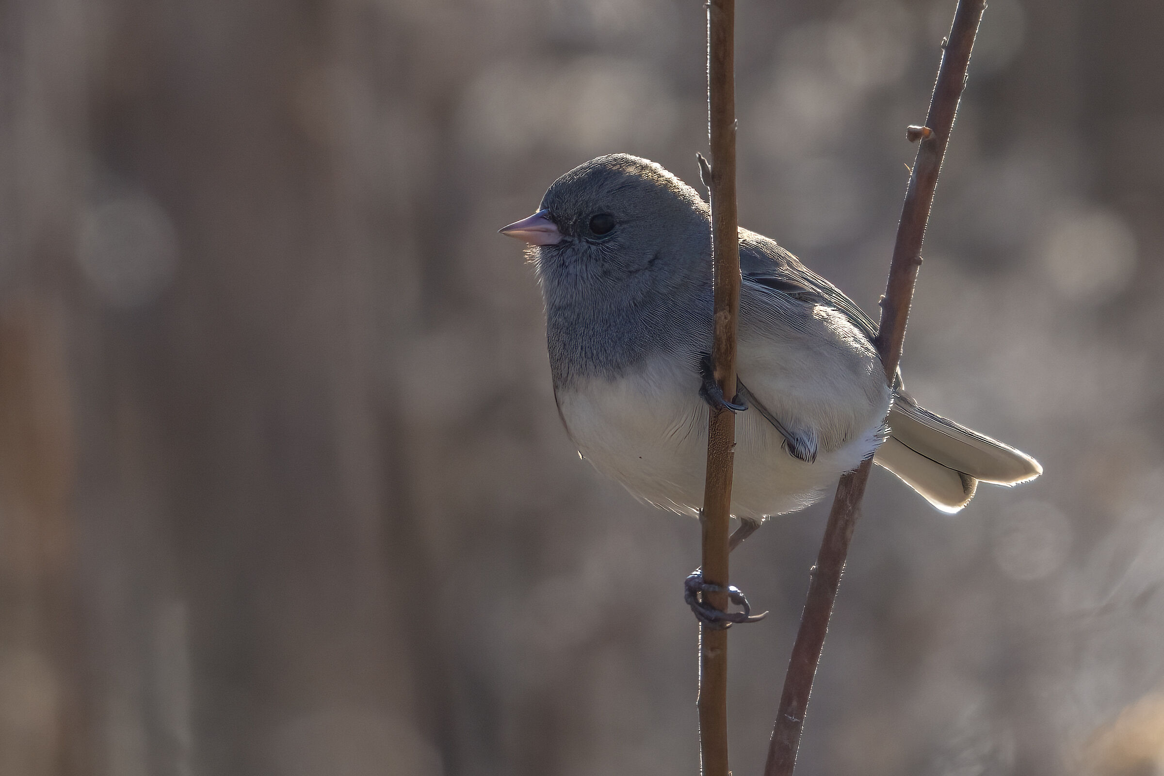 Junco hyemalis (Dark-eyed Junco)