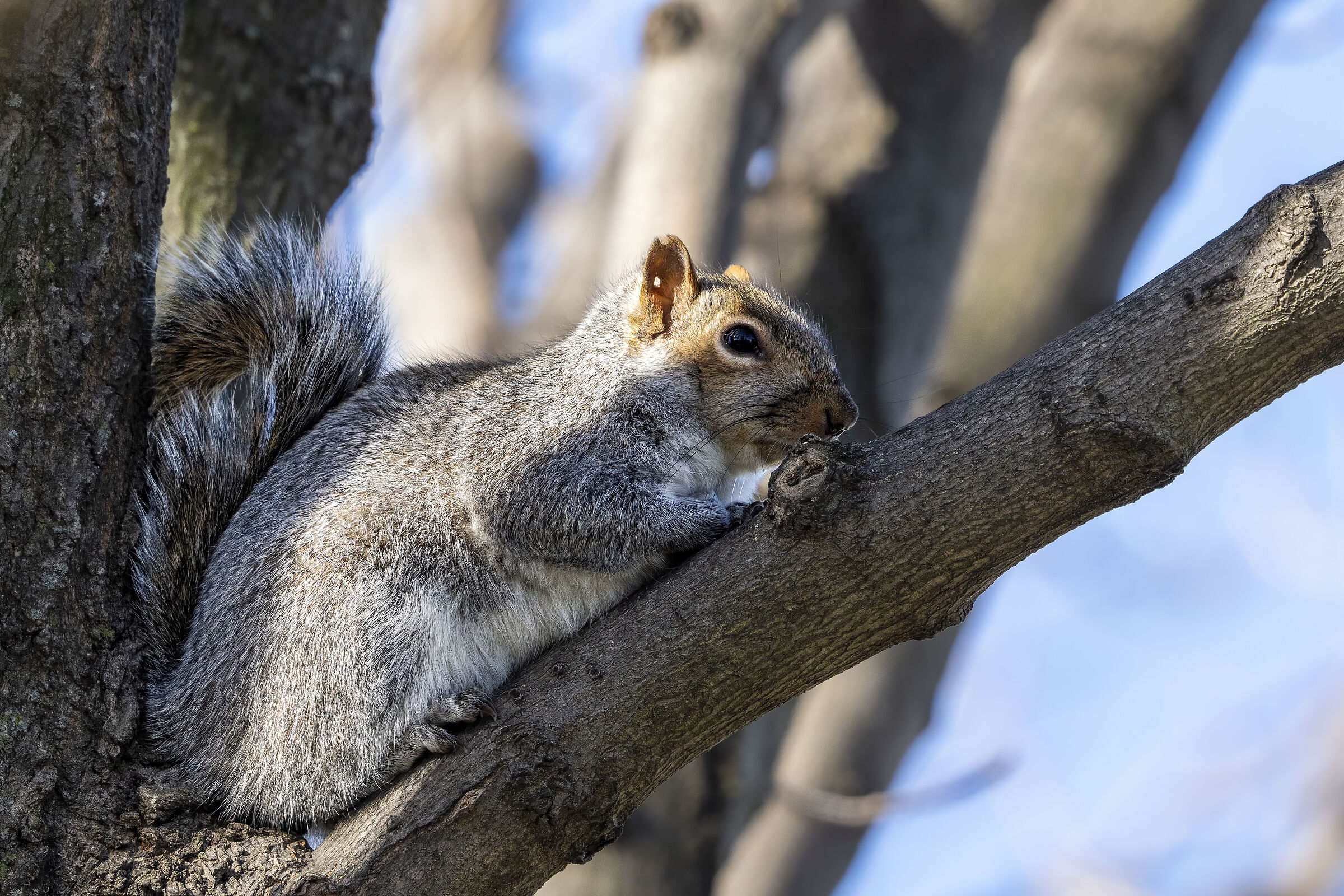 American squirrel