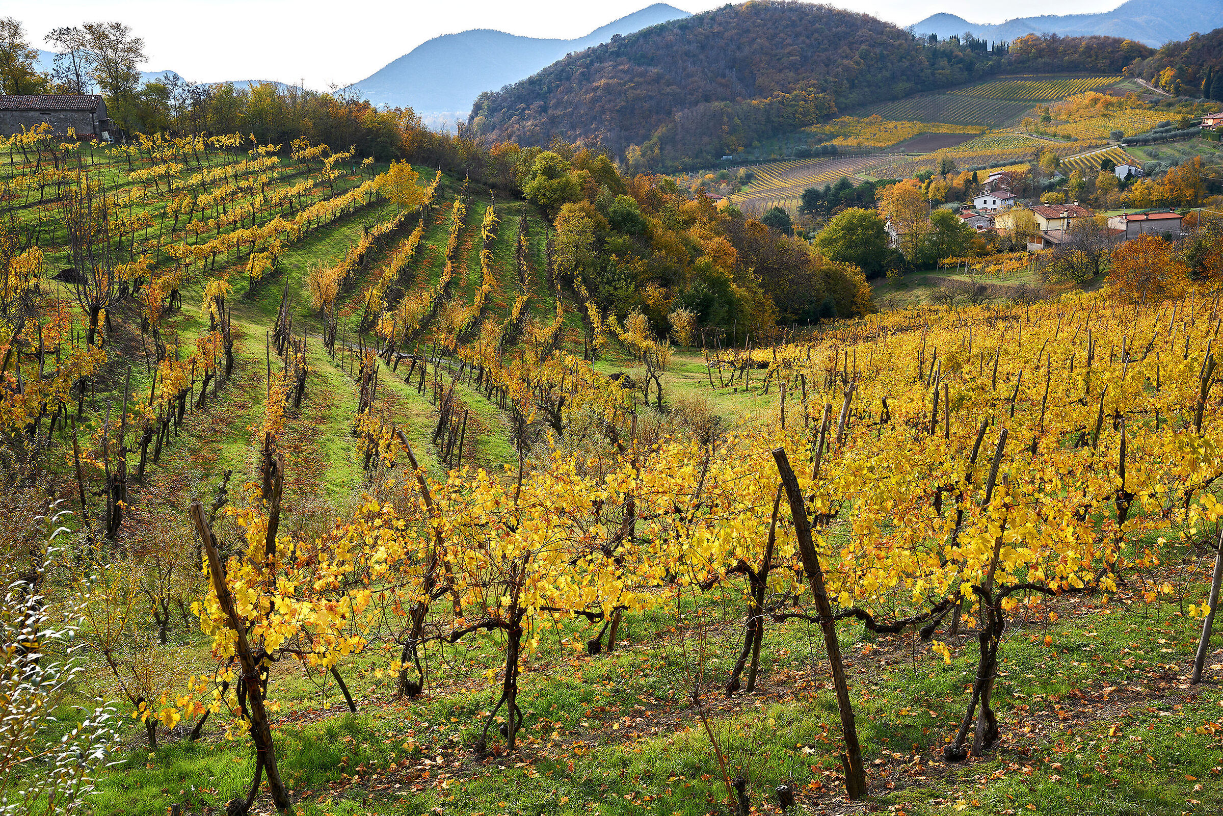 The valley of the vineyards