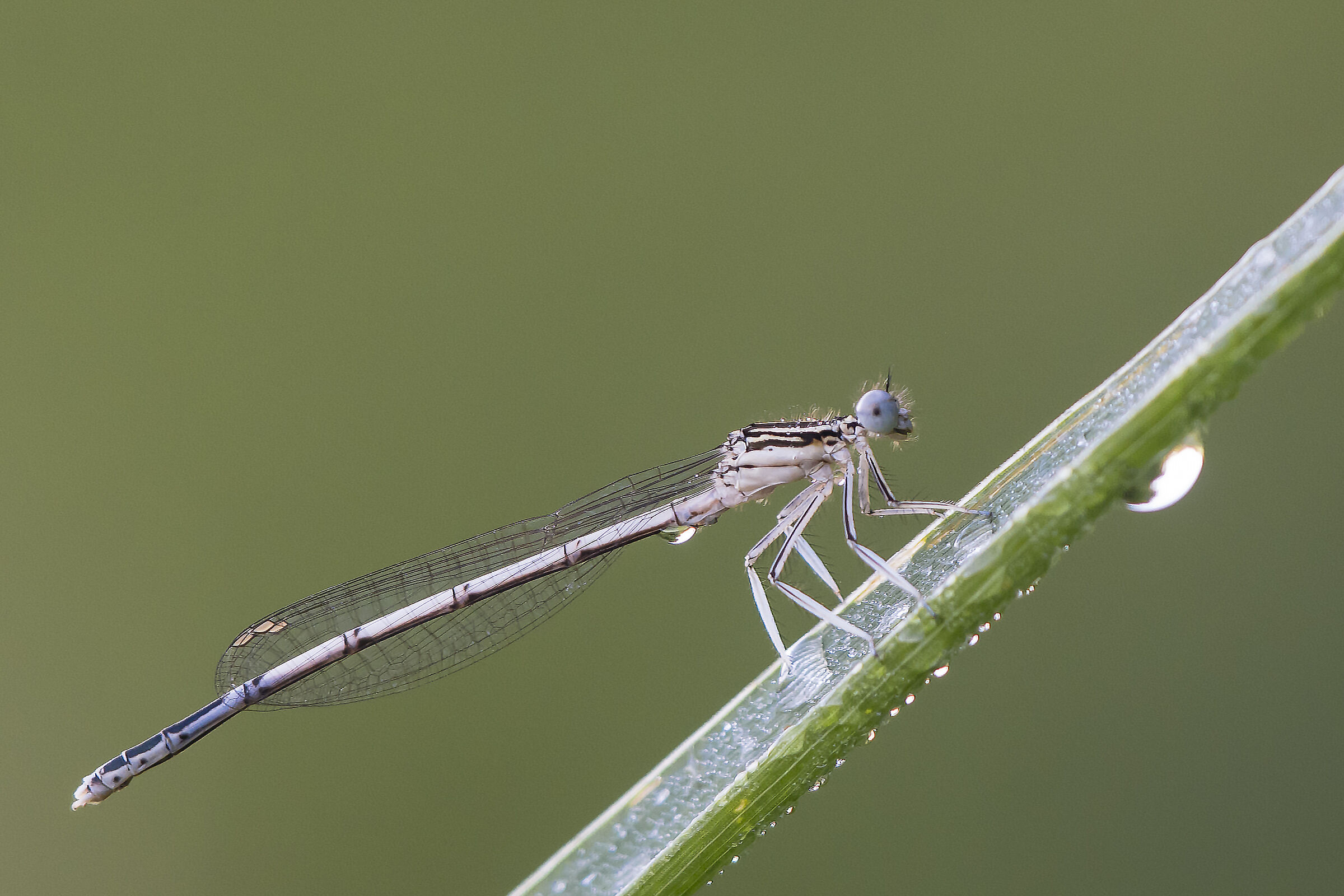 Wide-legged (Platycnemis pennipes)