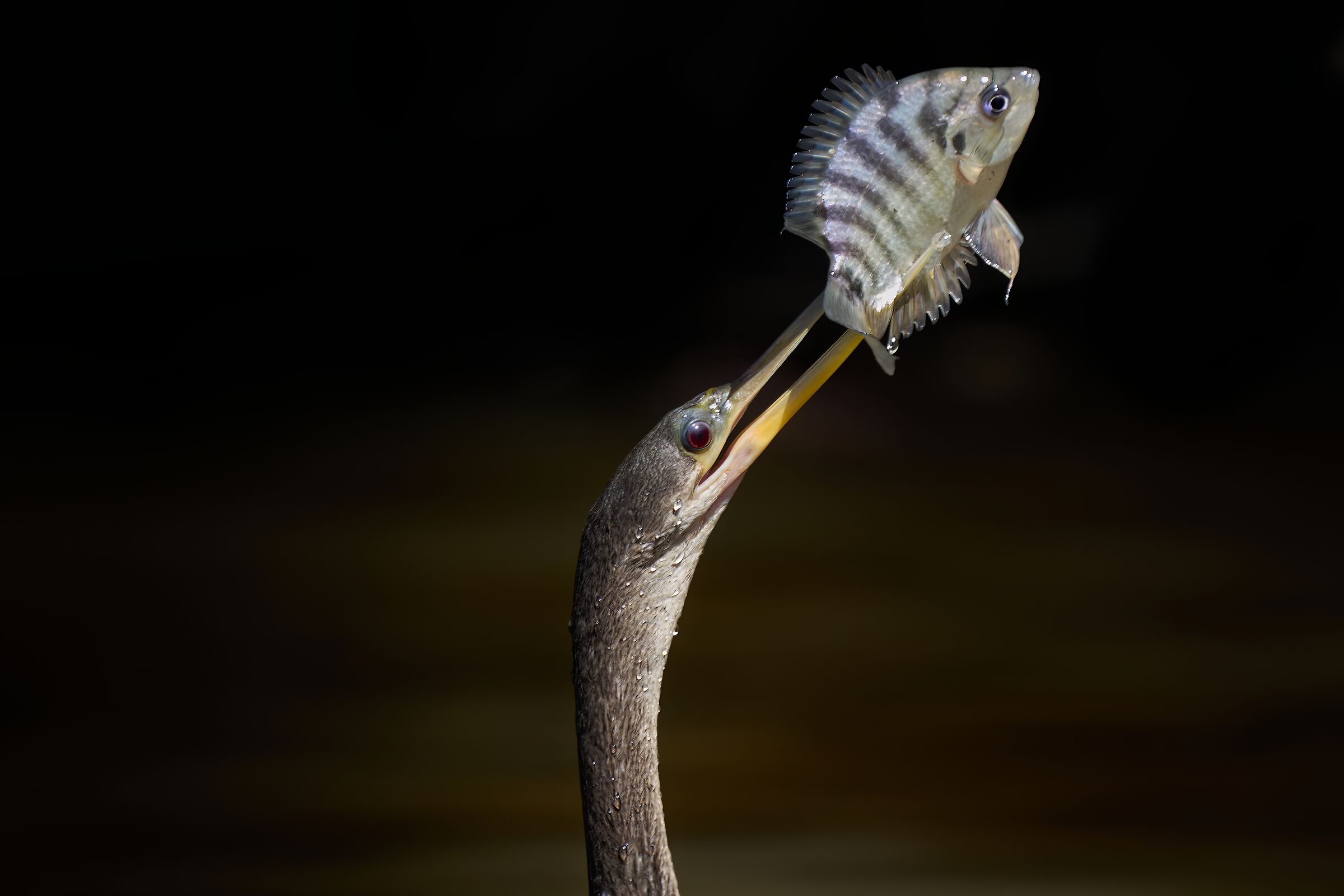 Anhinga with prey