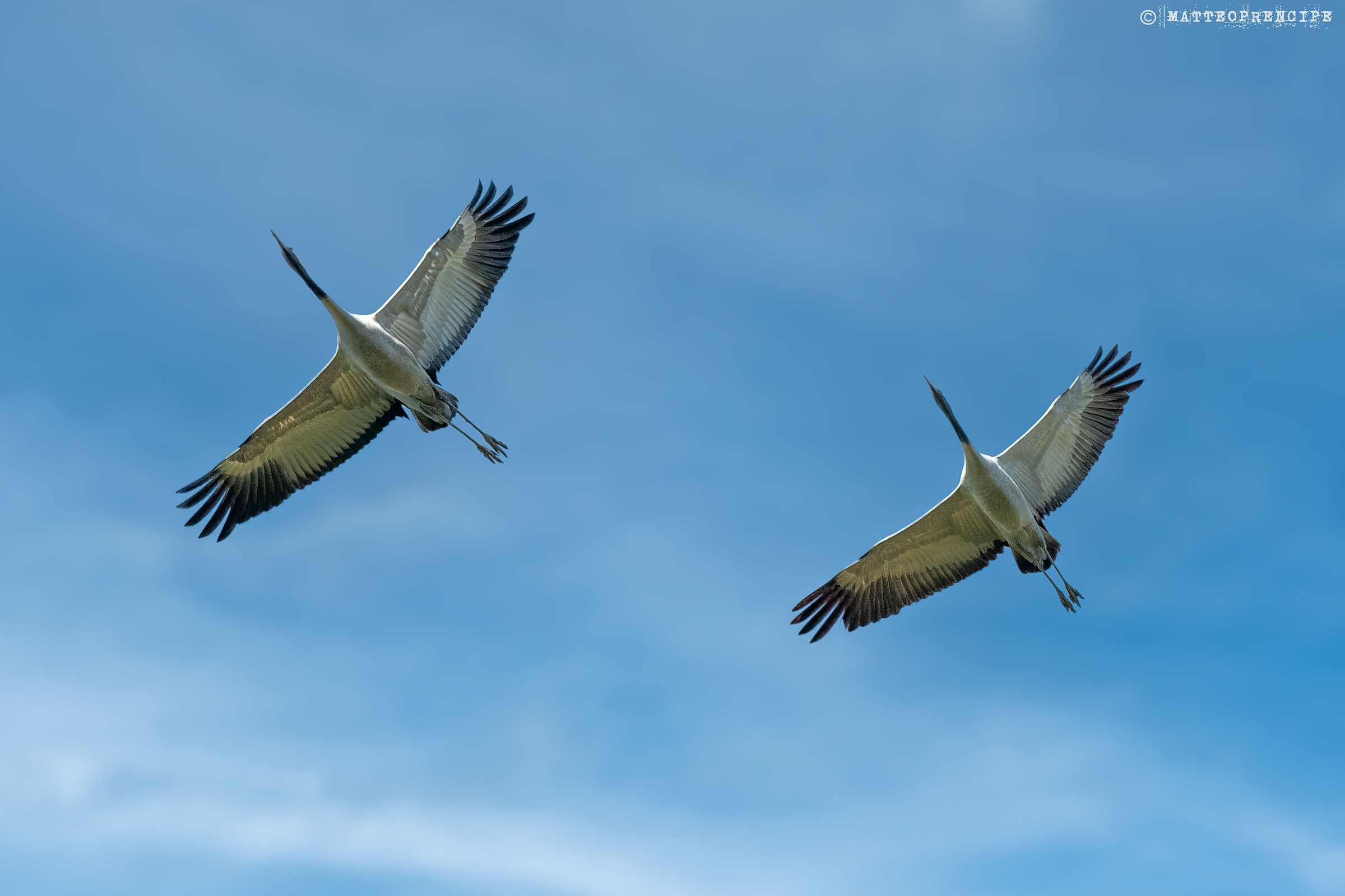 Cranes in flight