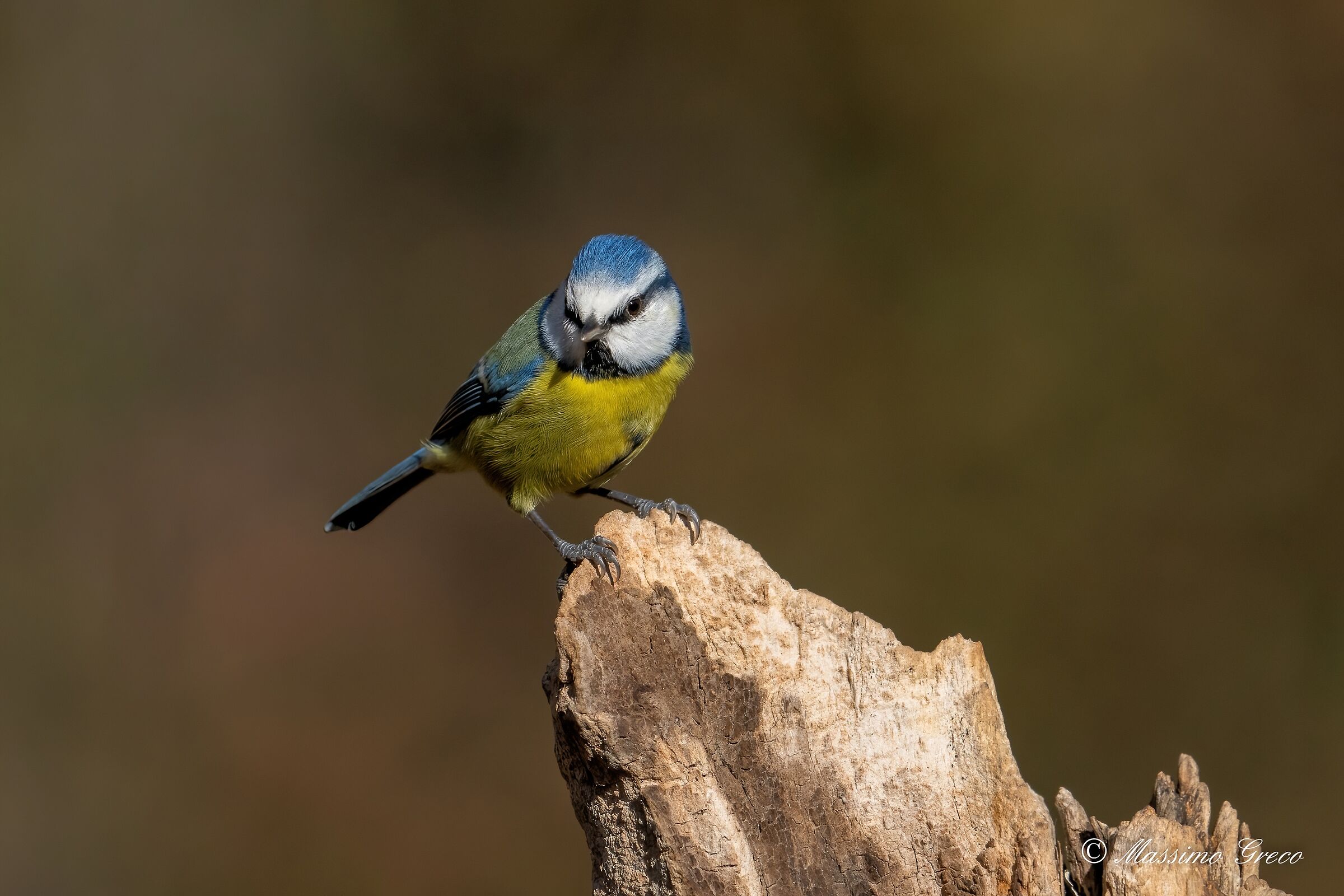 Blue (Cyanistes caeruleus)