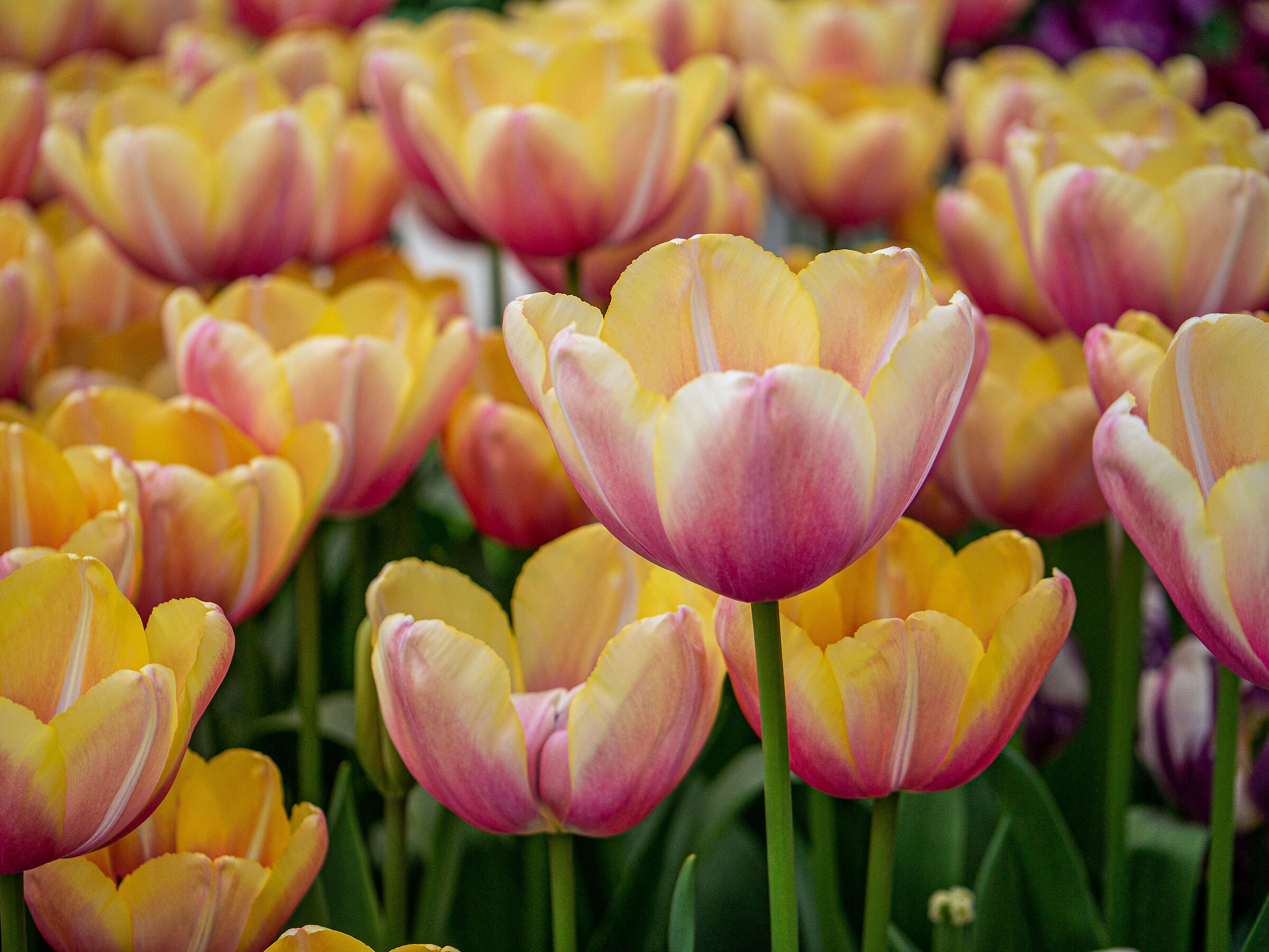 Olanda