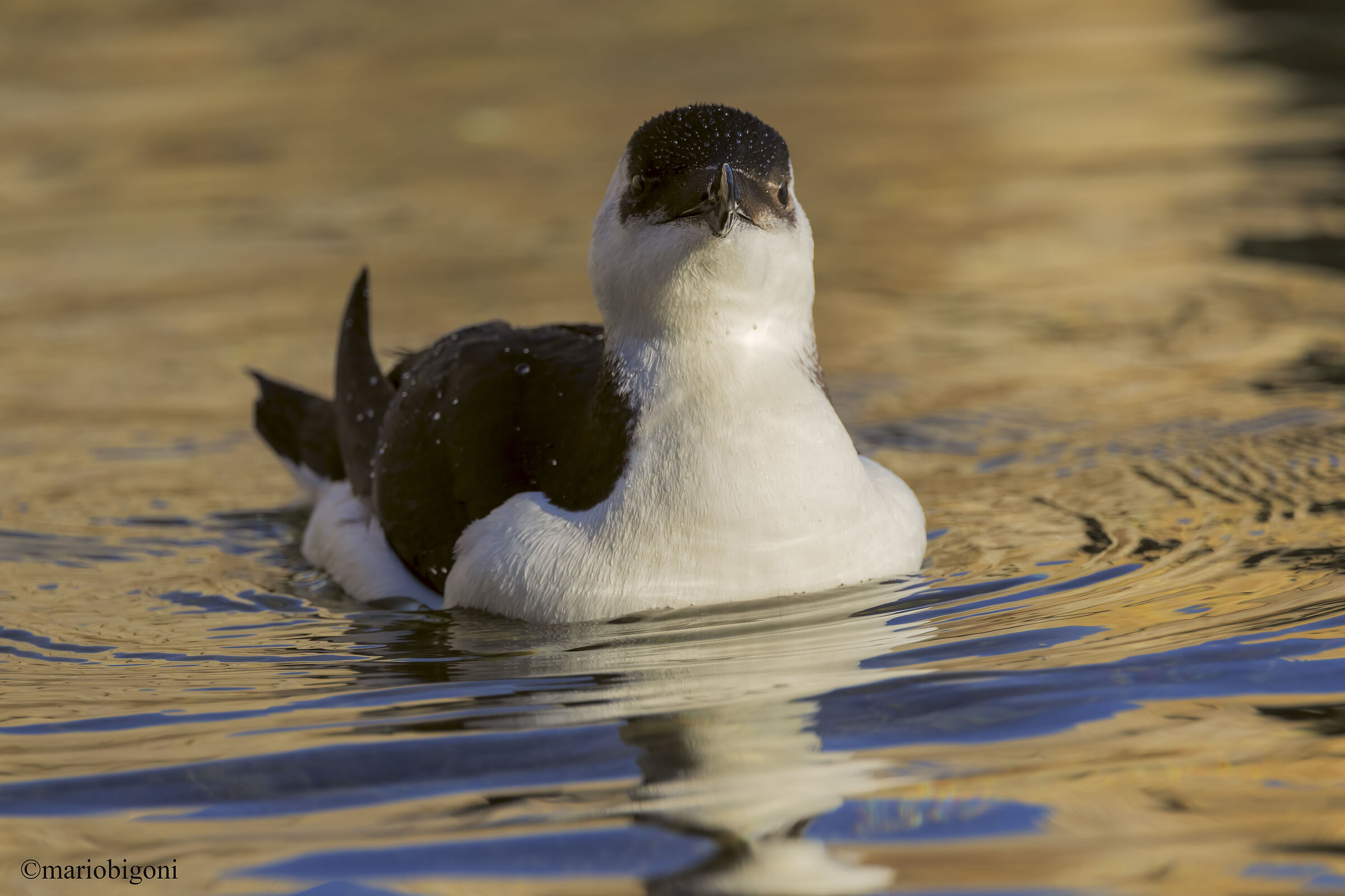 Razorbill