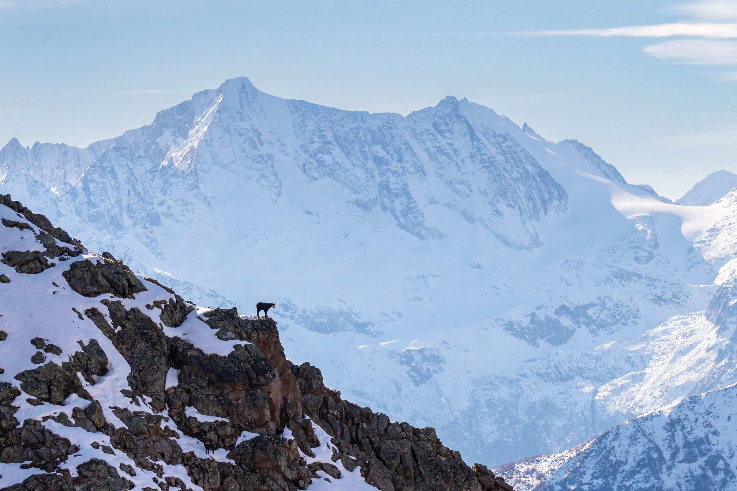 Nel regno dei camosci