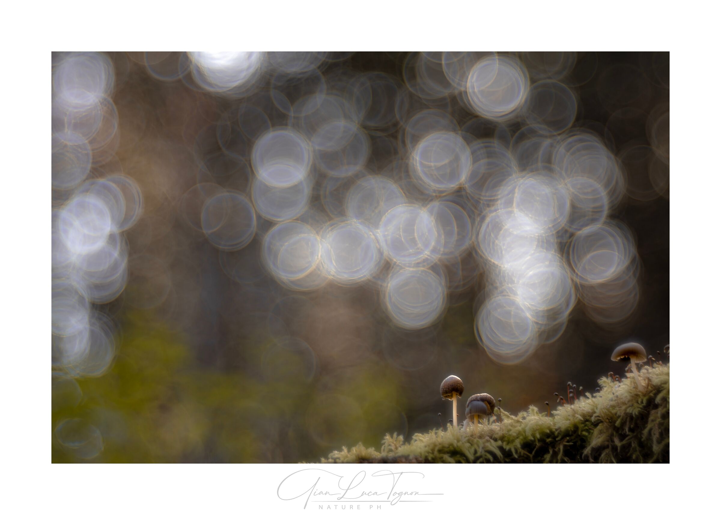 In the fairy forest